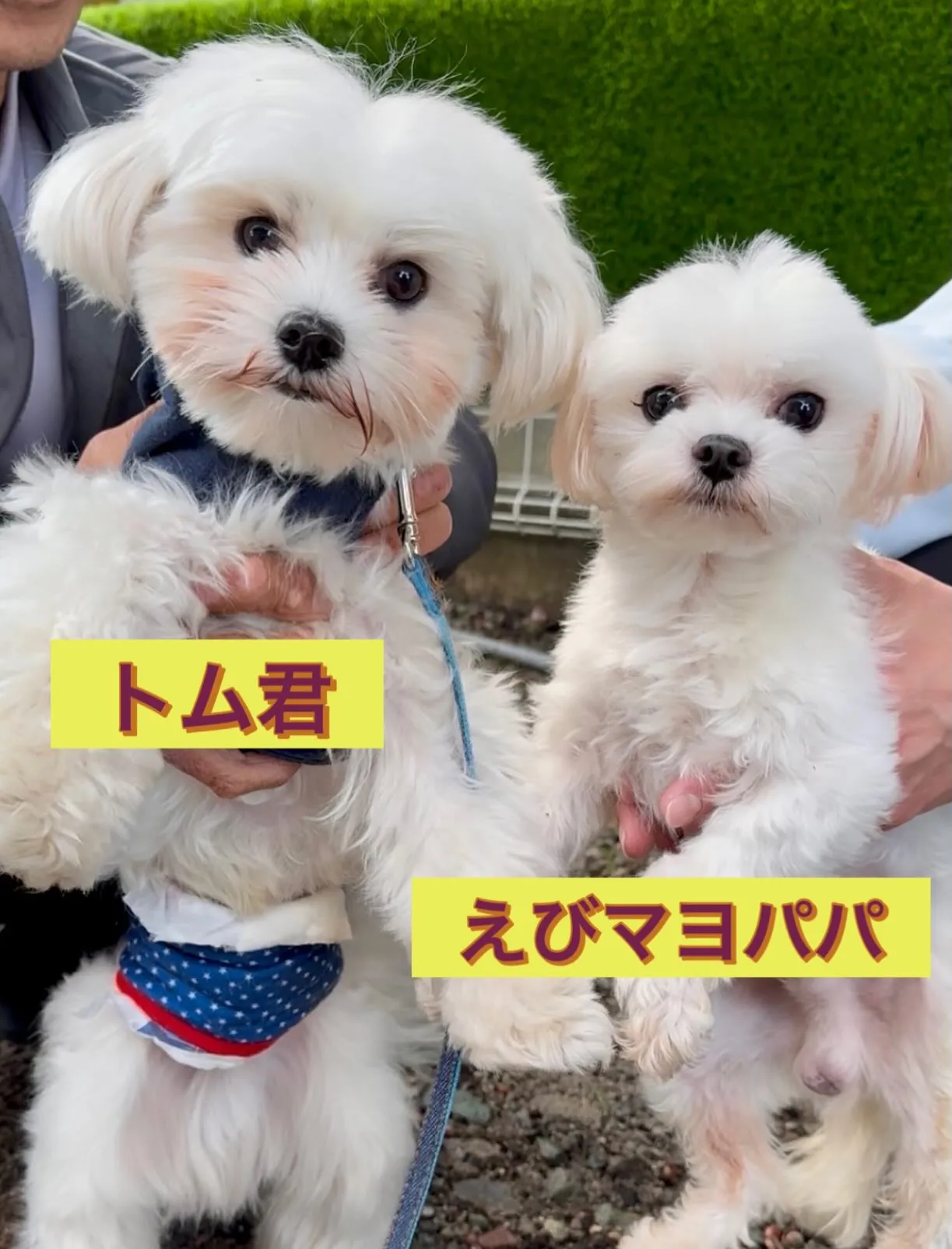 ** トム君里帰り **