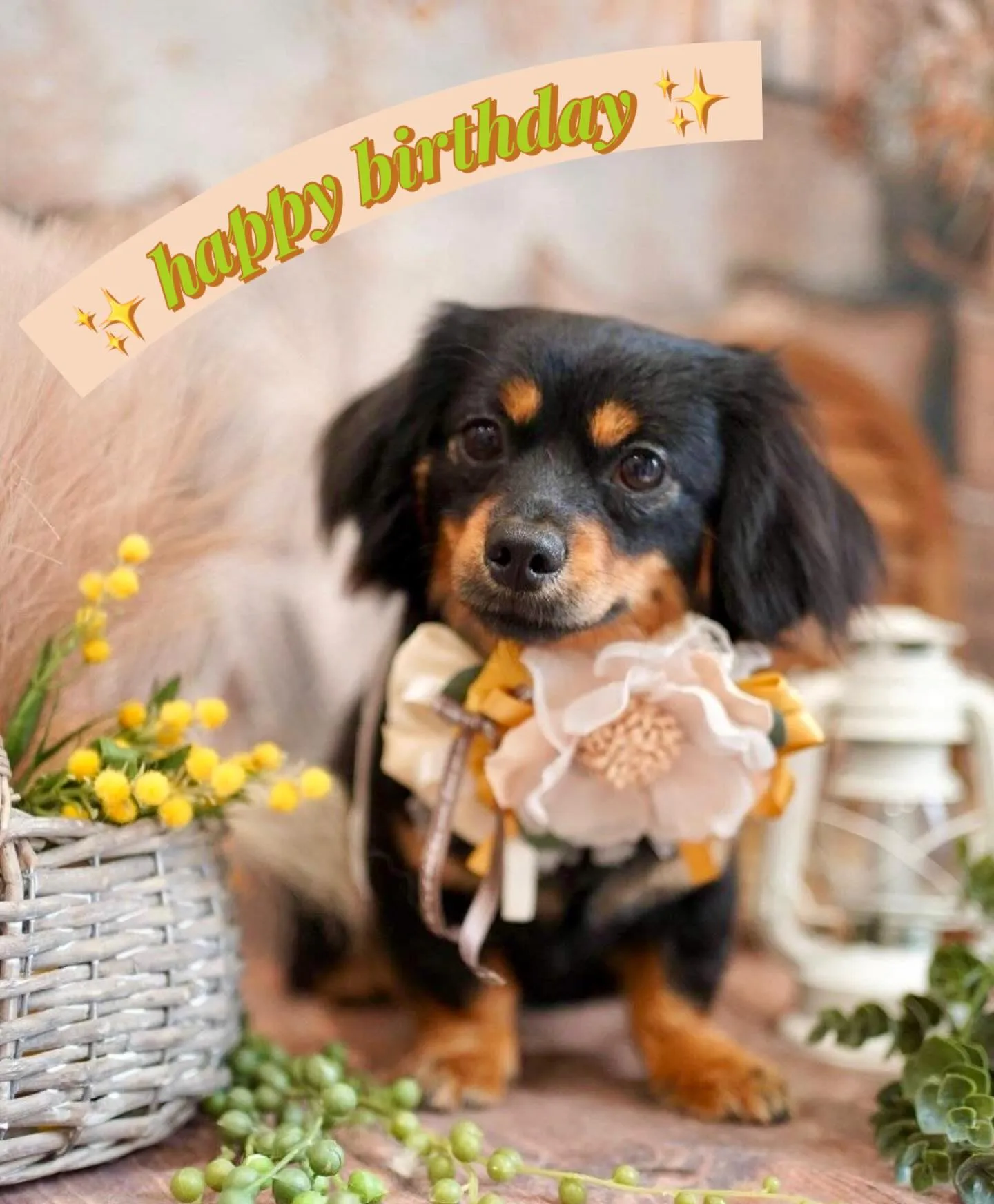 ＊＊ ブン太くん バースデー ＊＊