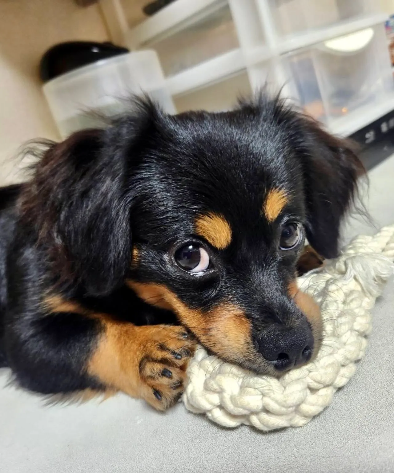 ＊＊ ブン太くん バースデー ＊＊