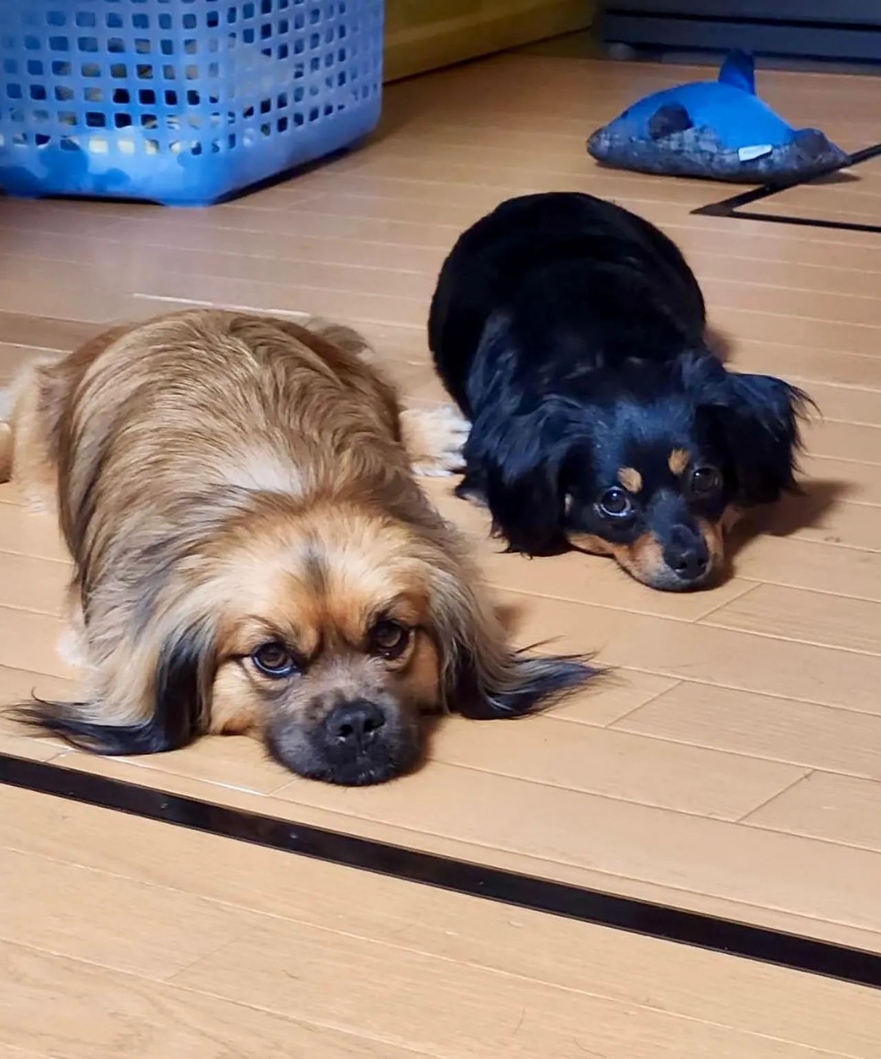 ＊＊ ブン太くん バースデー ＊＊