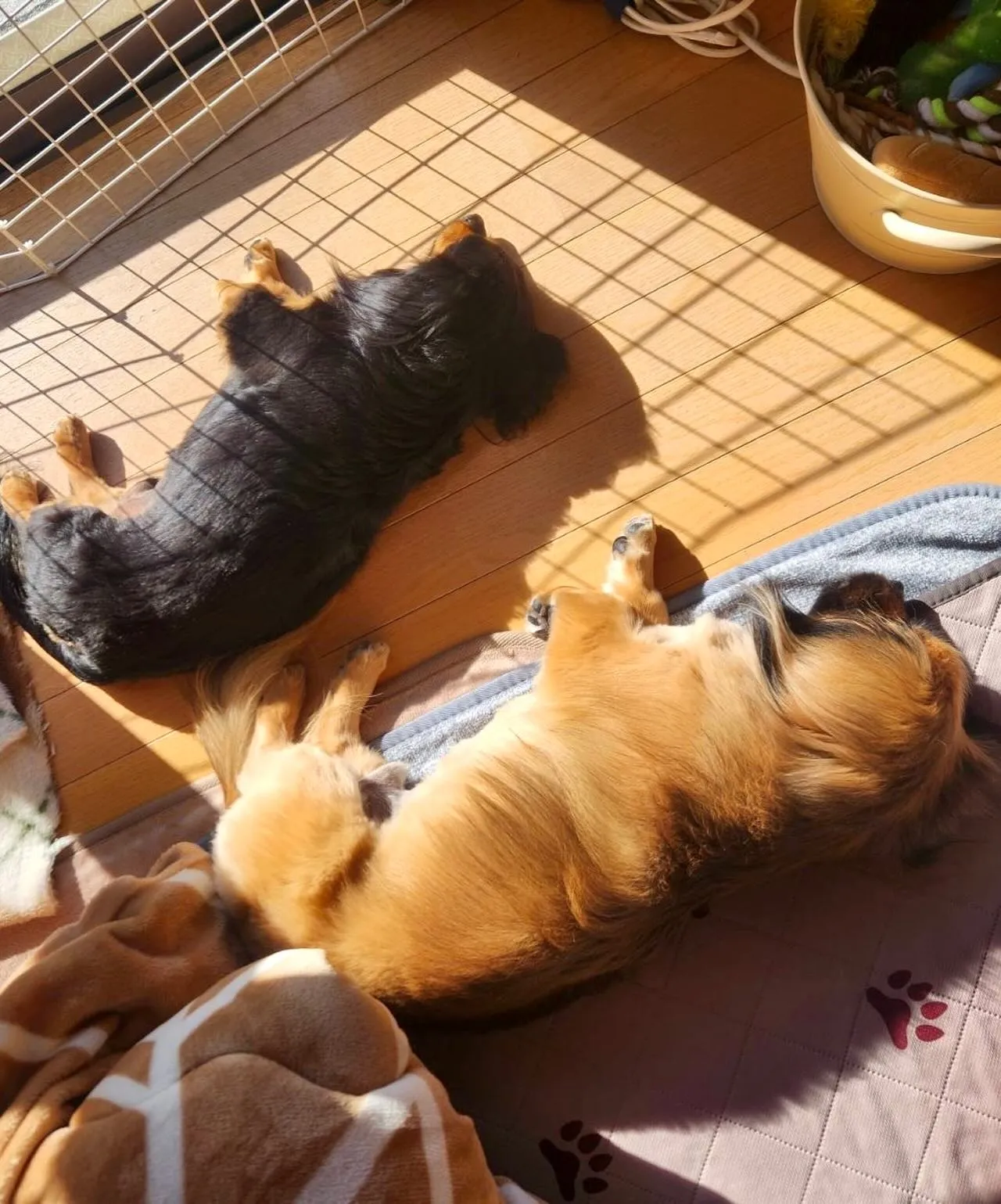 ＊＊ ブン太くん バースデー ＊＊