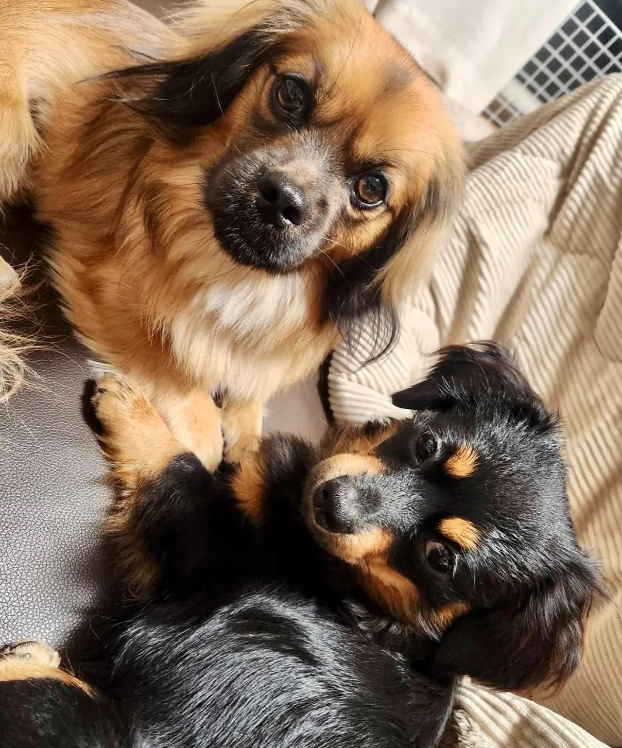 ＊＊ ブン太くん バースデー ＊＊