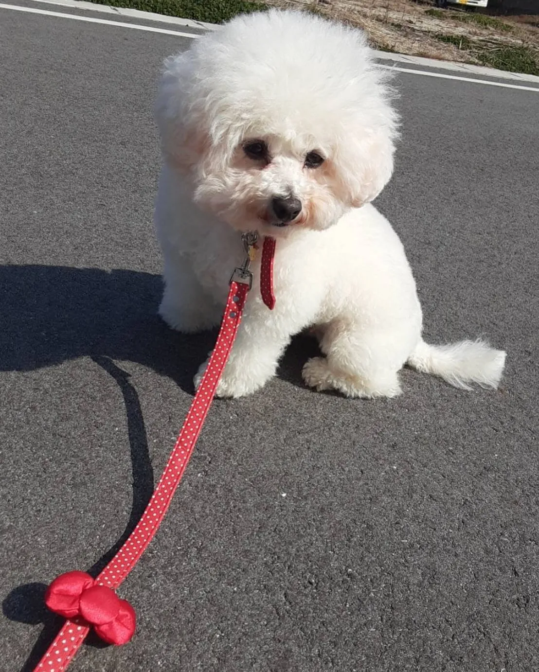 ** ビショ丸ママ お散歩練習中 **