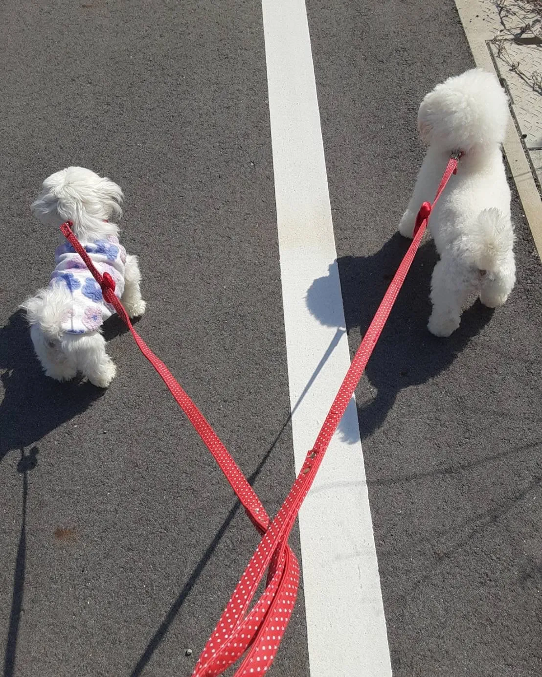 ** ビショ丸ママ お散歩練習中 **