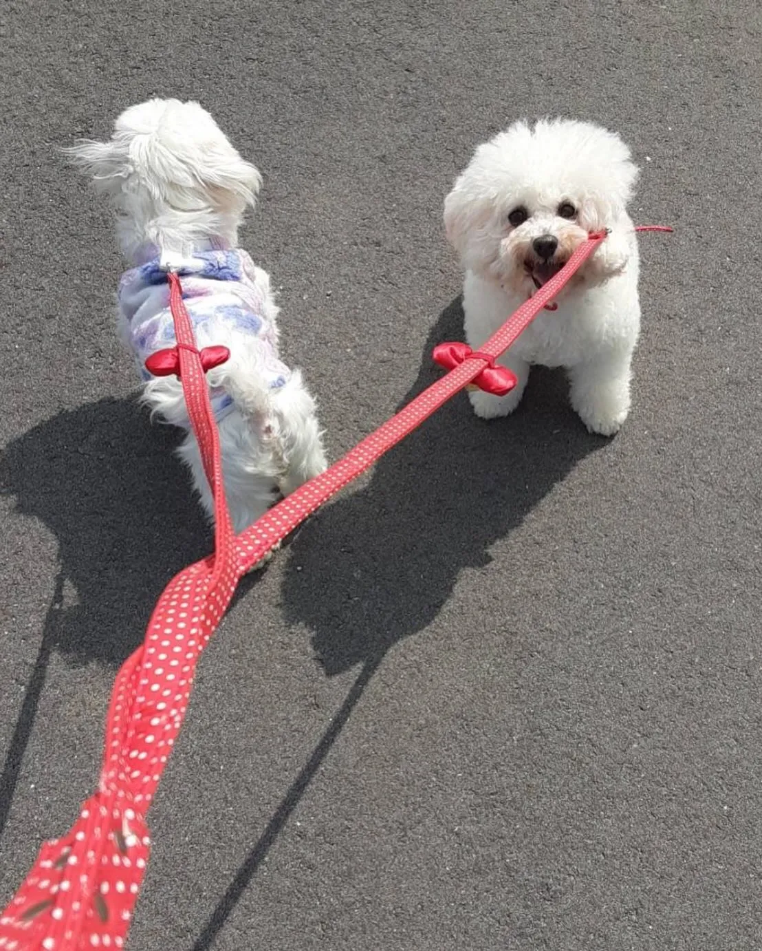 ** ビショ丸ママ お散歩練習中 **