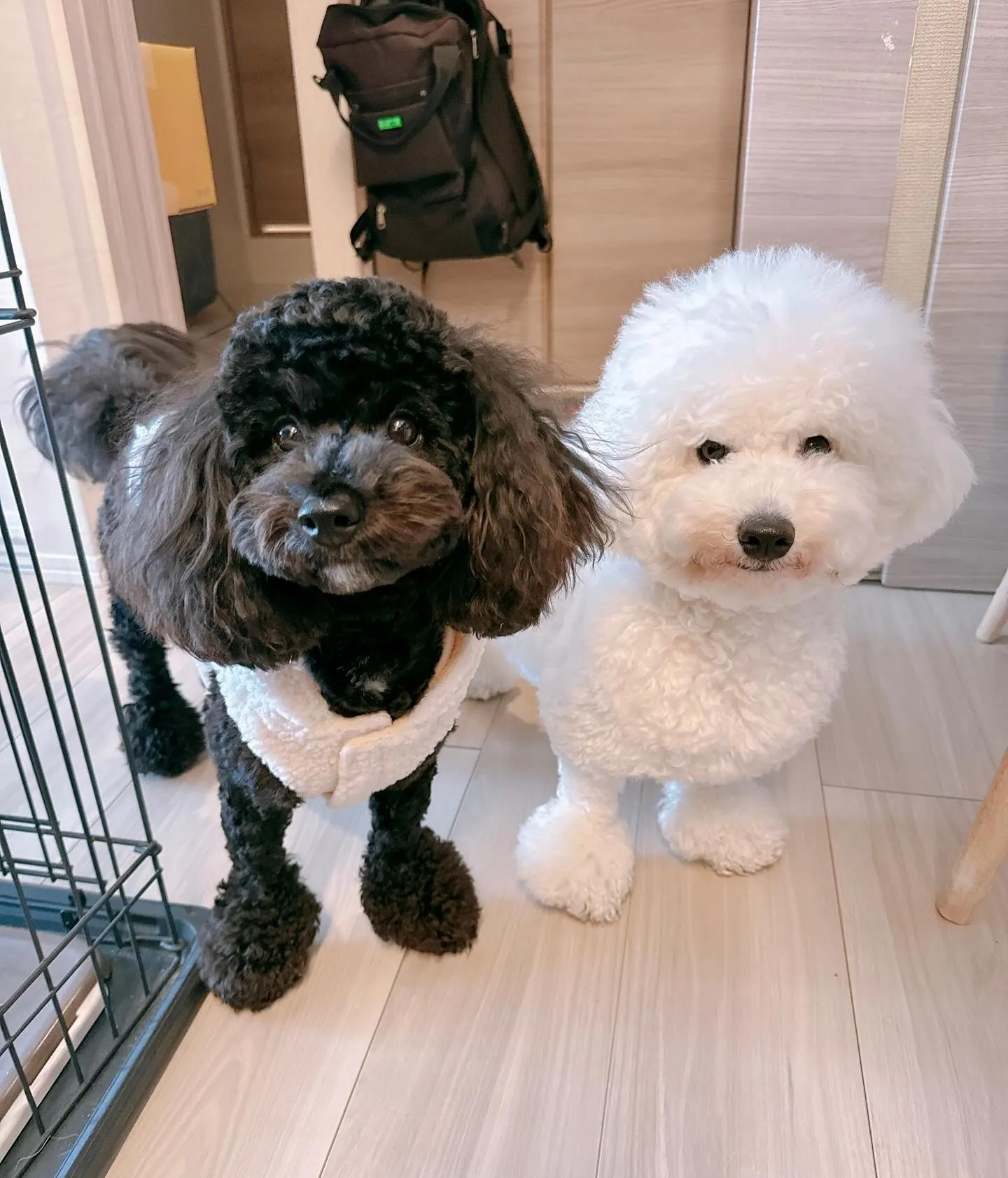 ＊＊ ビションプー3兄妹 バースデー ＊＊