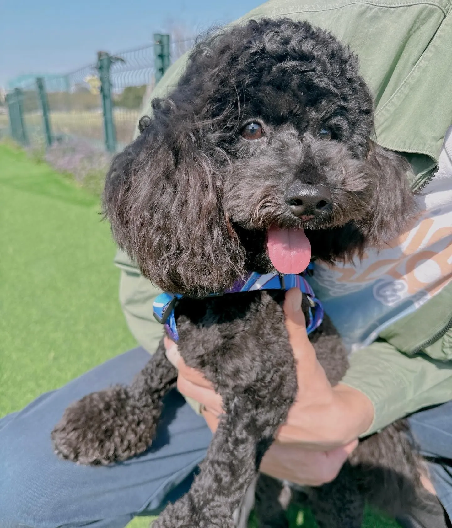 ＊＊ ビションプー3兄妹 バースデー ＊＊