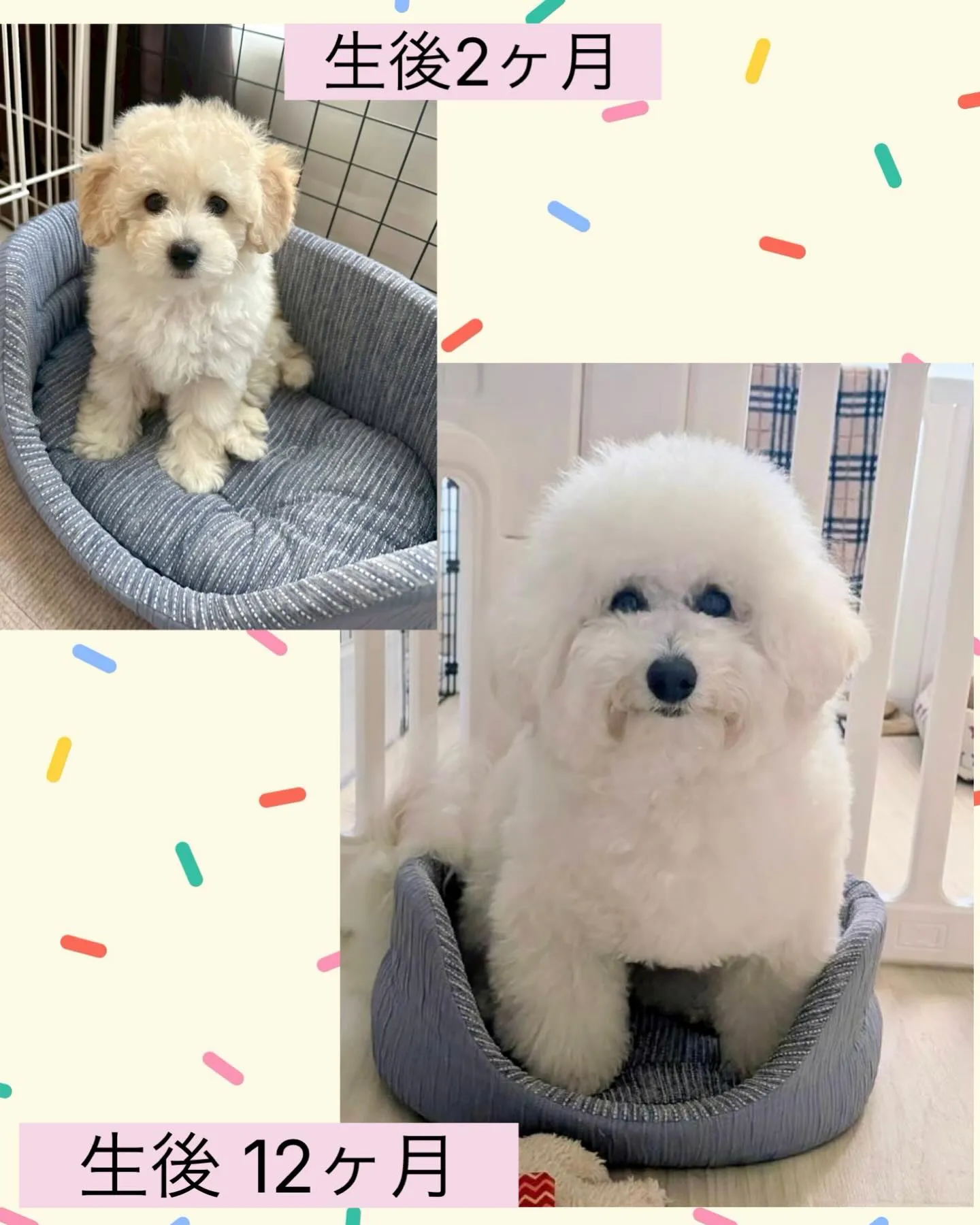 ＊＊ ビションプー3兄妹 バースデー ＊＊