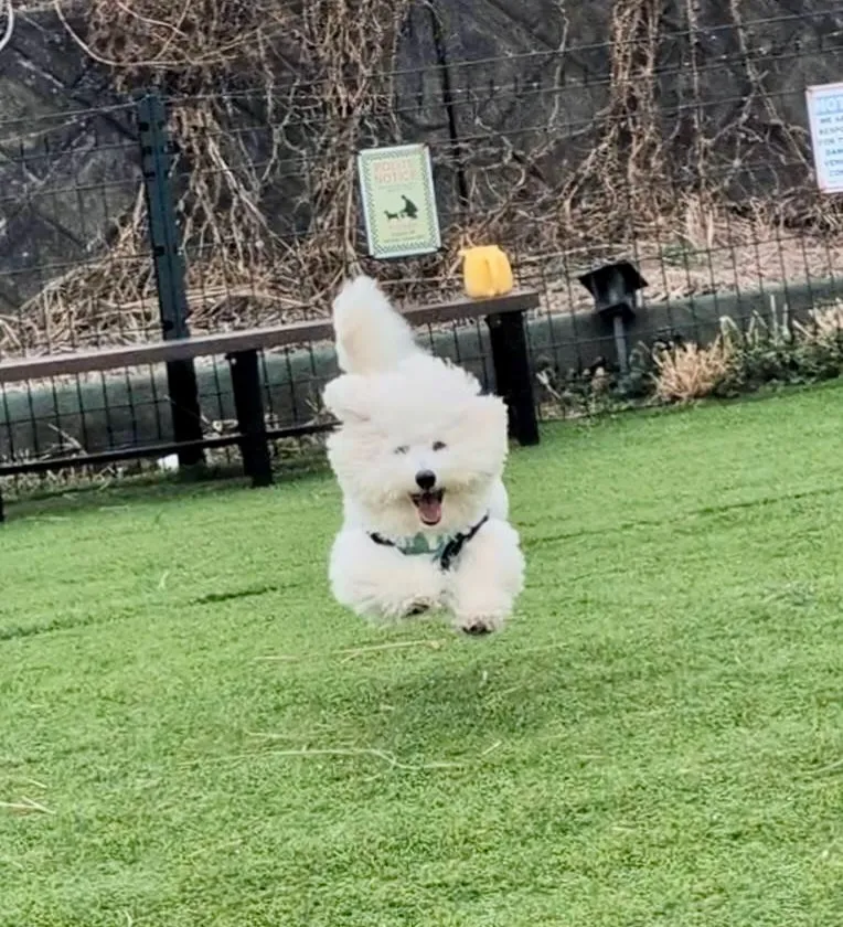 ＊＊ ビションプー3兄妹 バースデー ＊＊