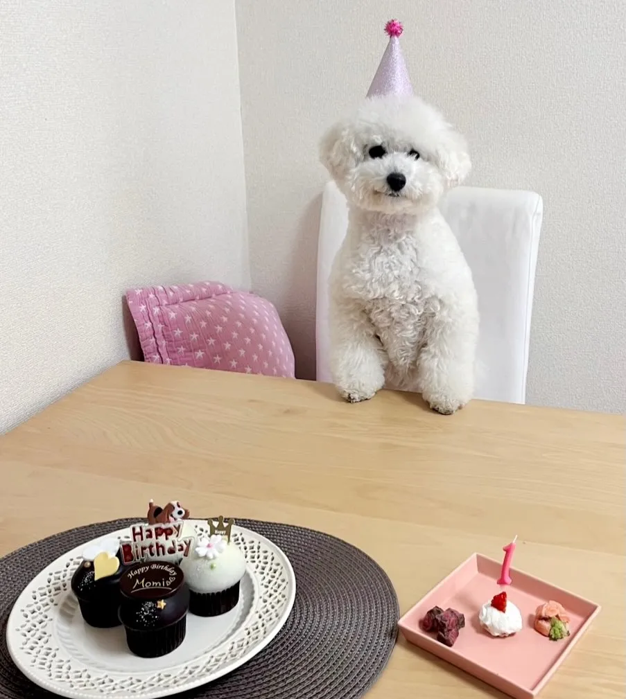 ＊＊ ビションプー3兄妹 バースデー ＊＊