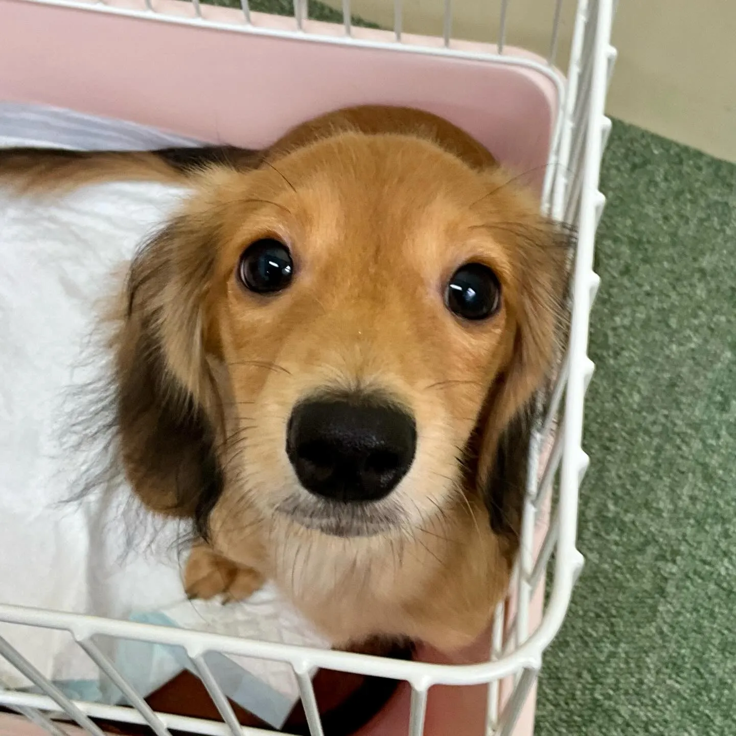 ＊＊ 巣立ち ＊＊