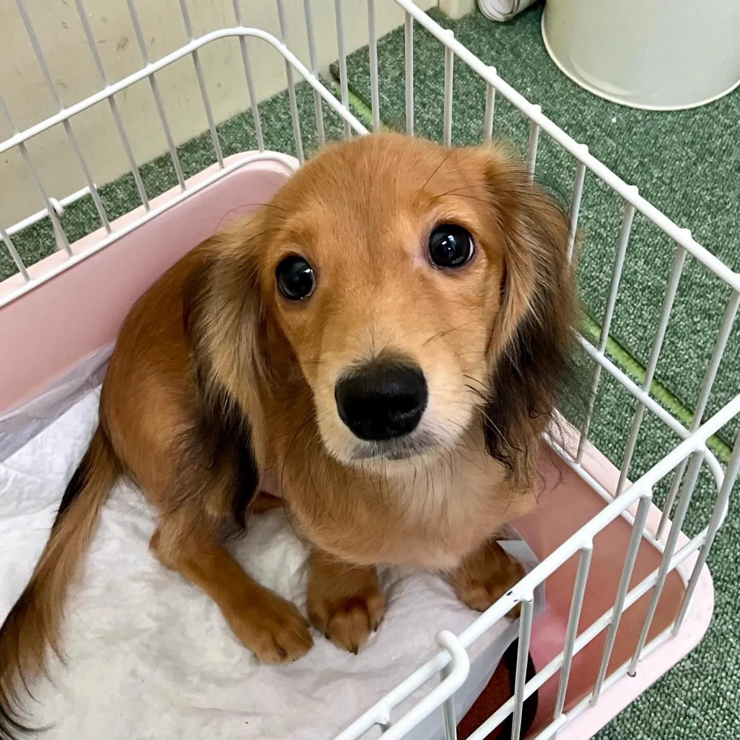 ＊＊ 巣立ち ＊＊