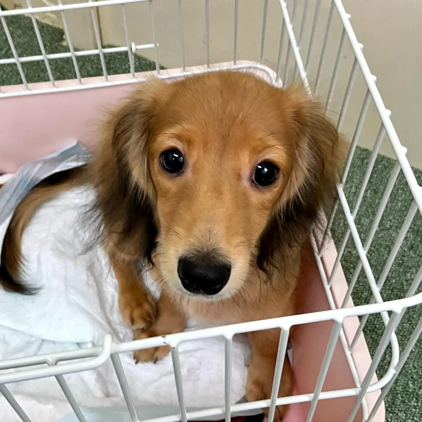 ＊＊ 巣立ち ＊＊