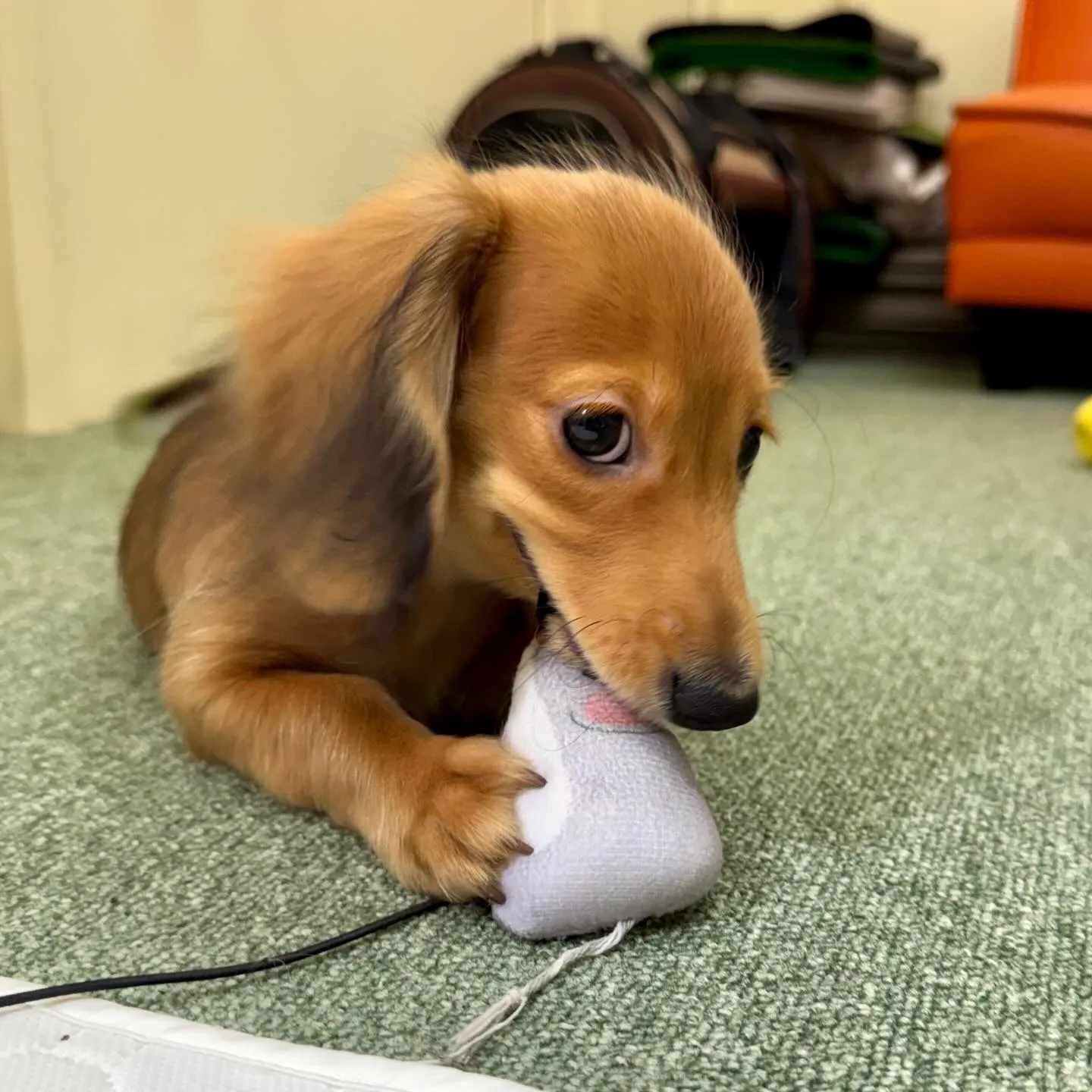 ＊＊ 巣立ち ＊＊