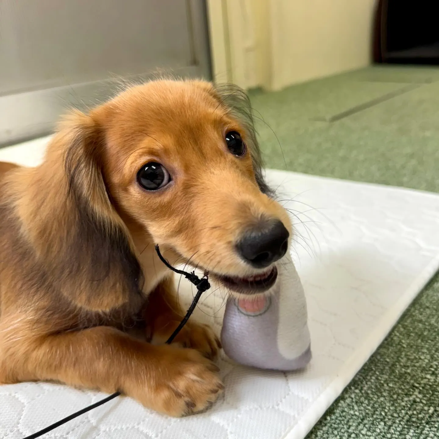 ＊＊ 巣立ち ＊＊