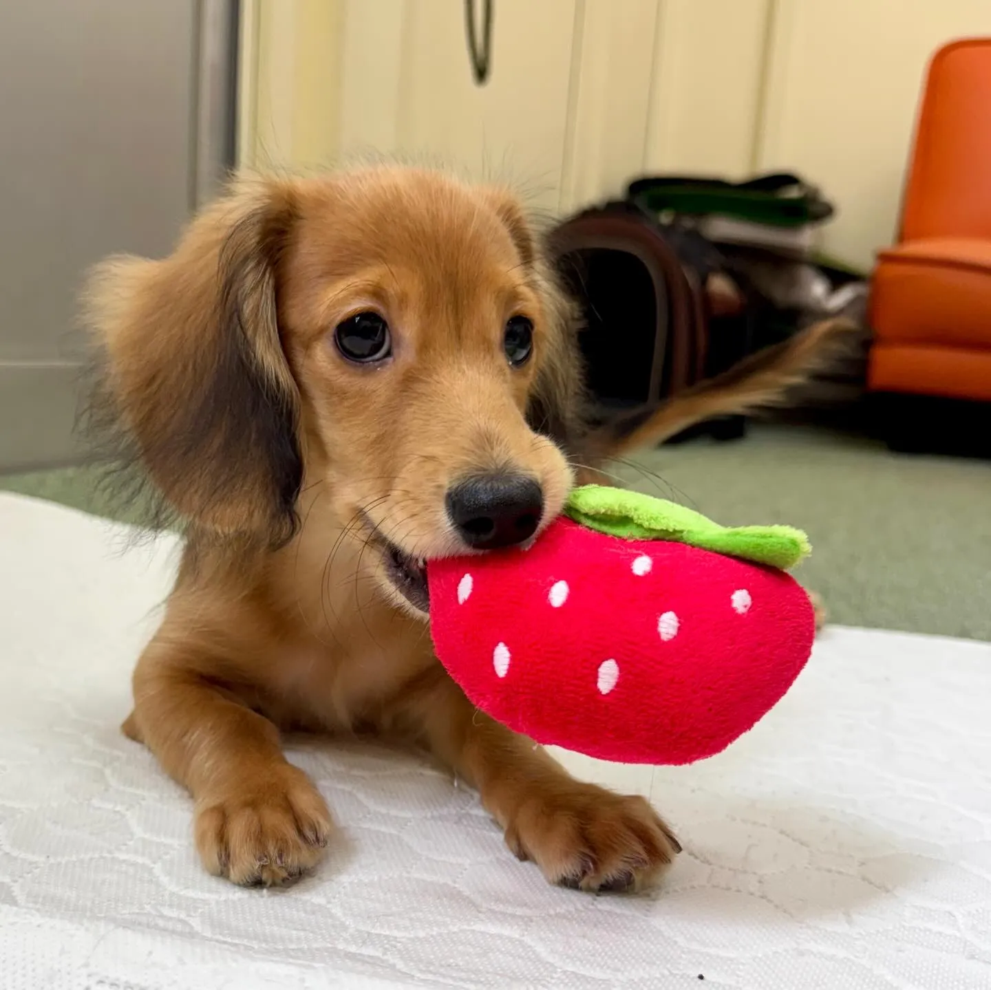 ＊＊ 巣立ち ＊＊