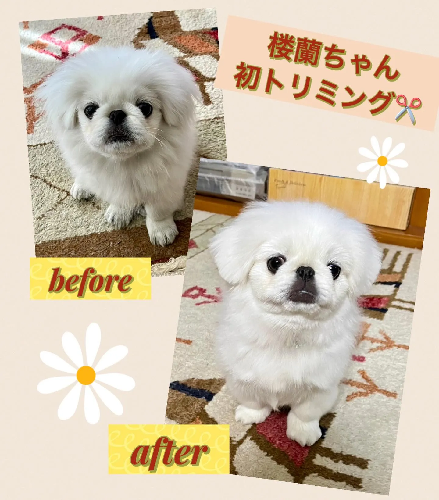 ** 楼蘭ちゃん初トリミング **