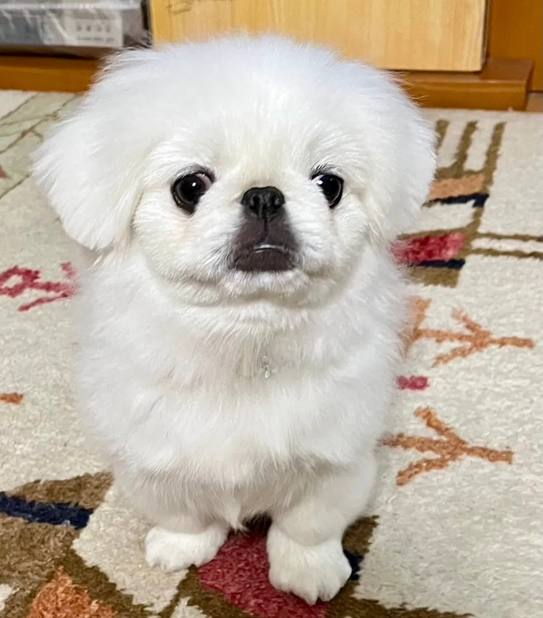 ** 楼蘭ちゃん初トリミング **