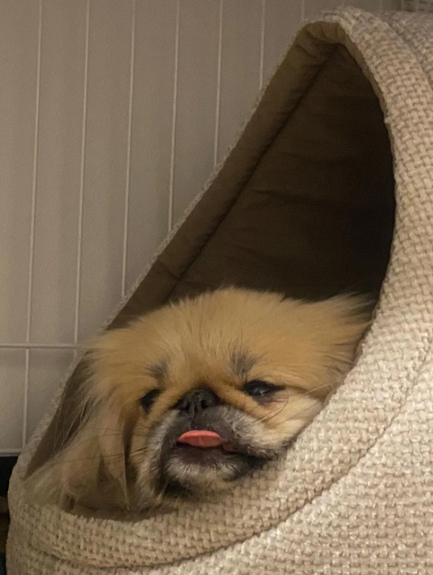 ** ペキ丸ママ 海デビュー **