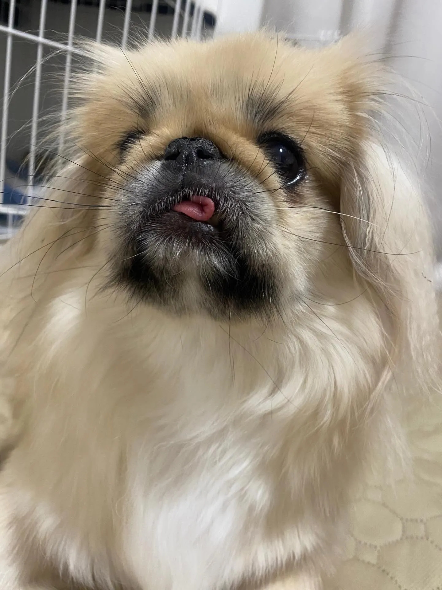 ** ペキ丸ママ 海デビュー **