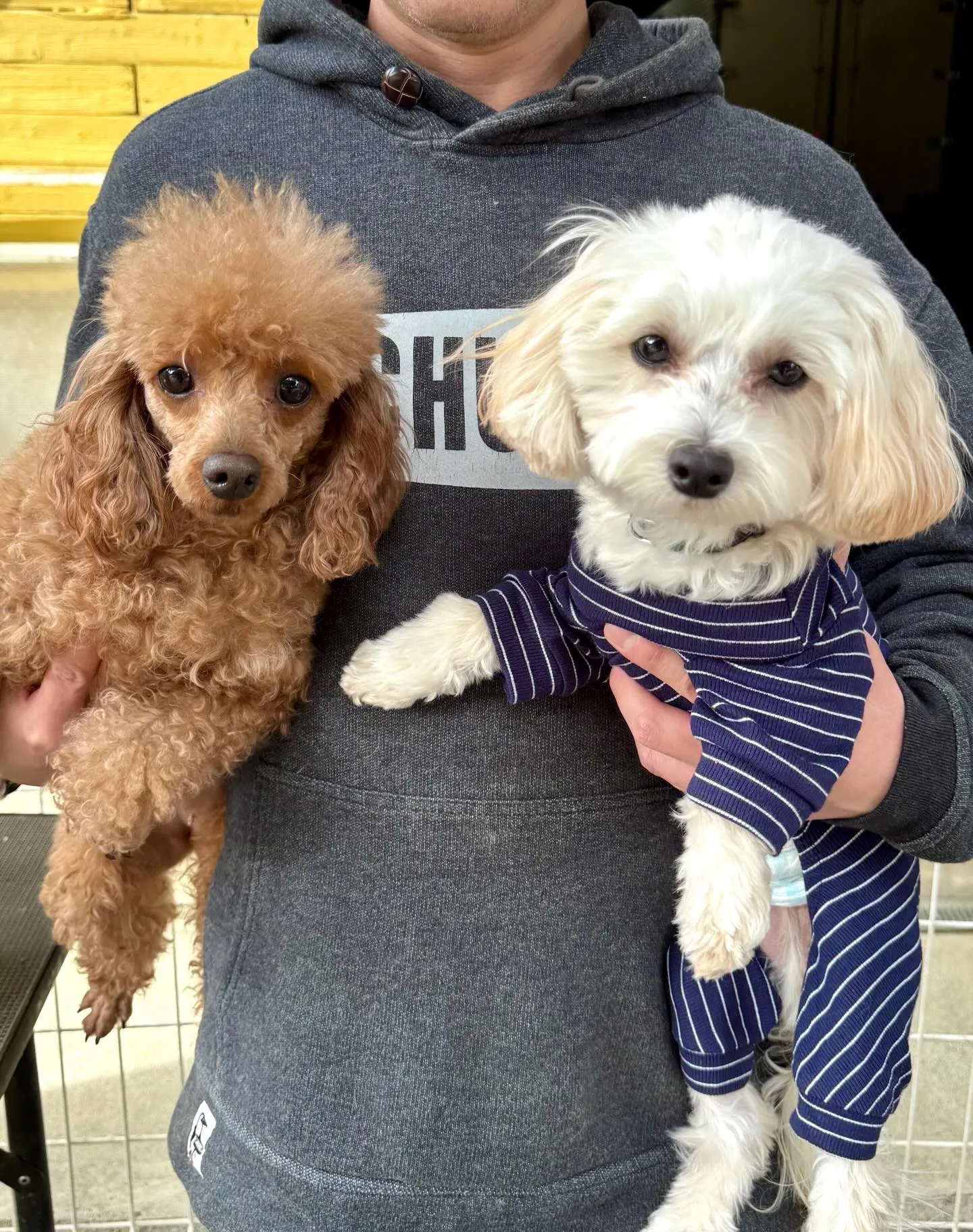 ＊＊ ぷりん君里帰り ＊＊