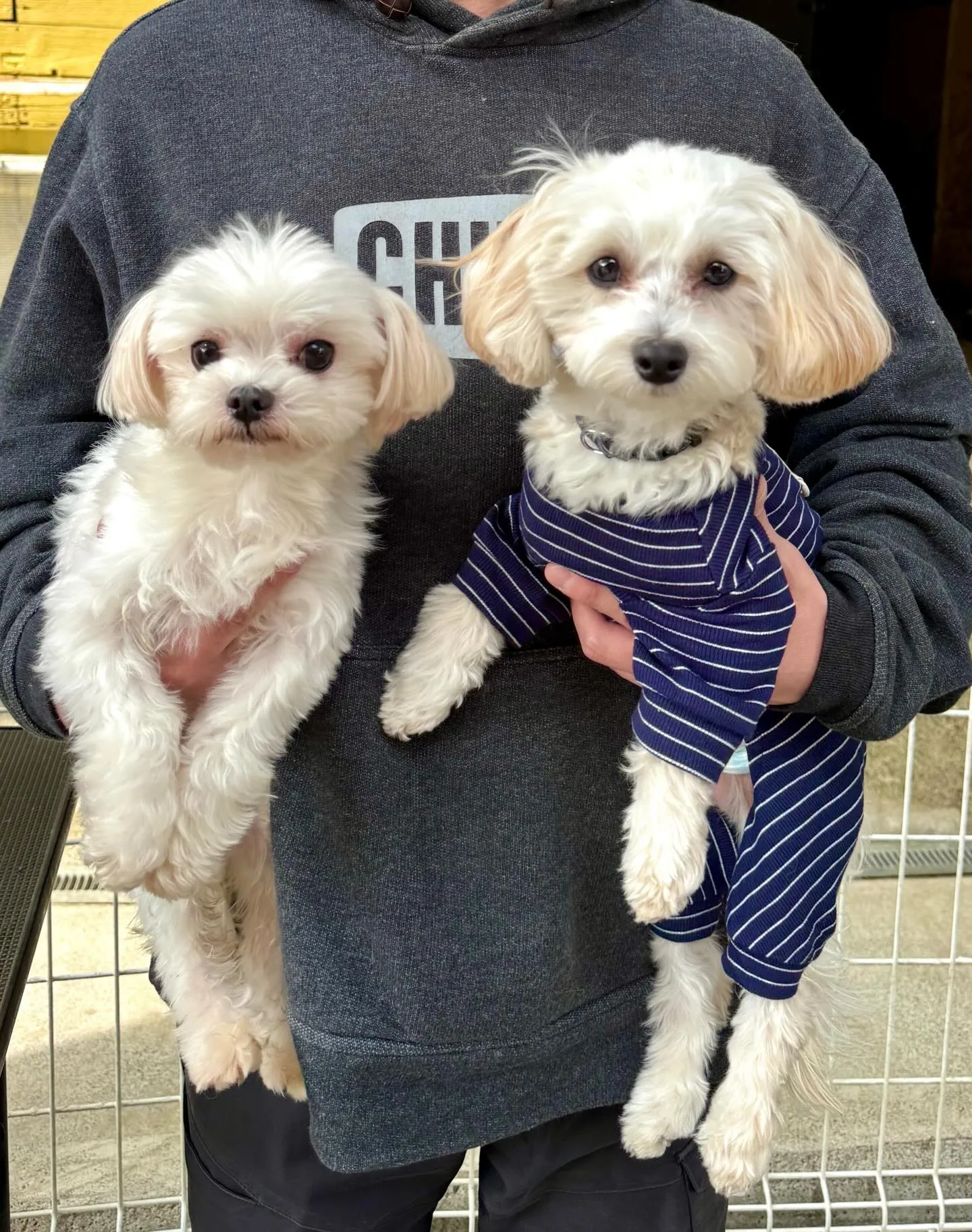 ＊＊ ぷりん君里帰り ＊＊