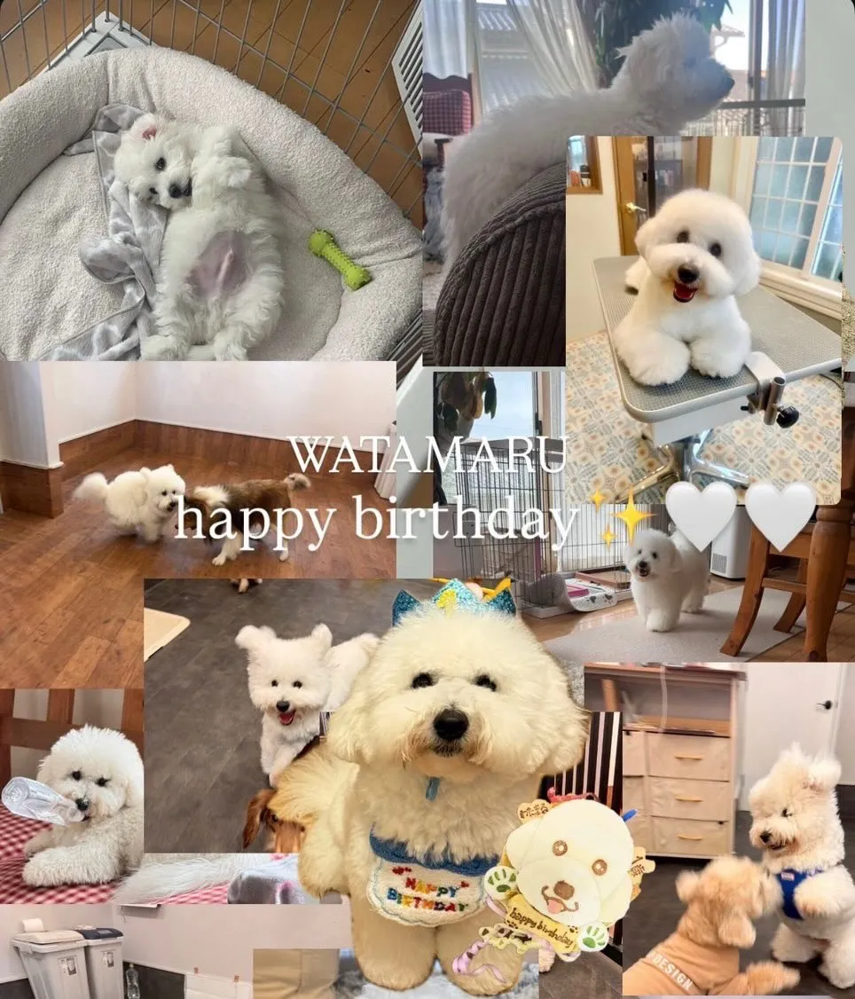 ** わたまる君&ルビちゃん バースデー **