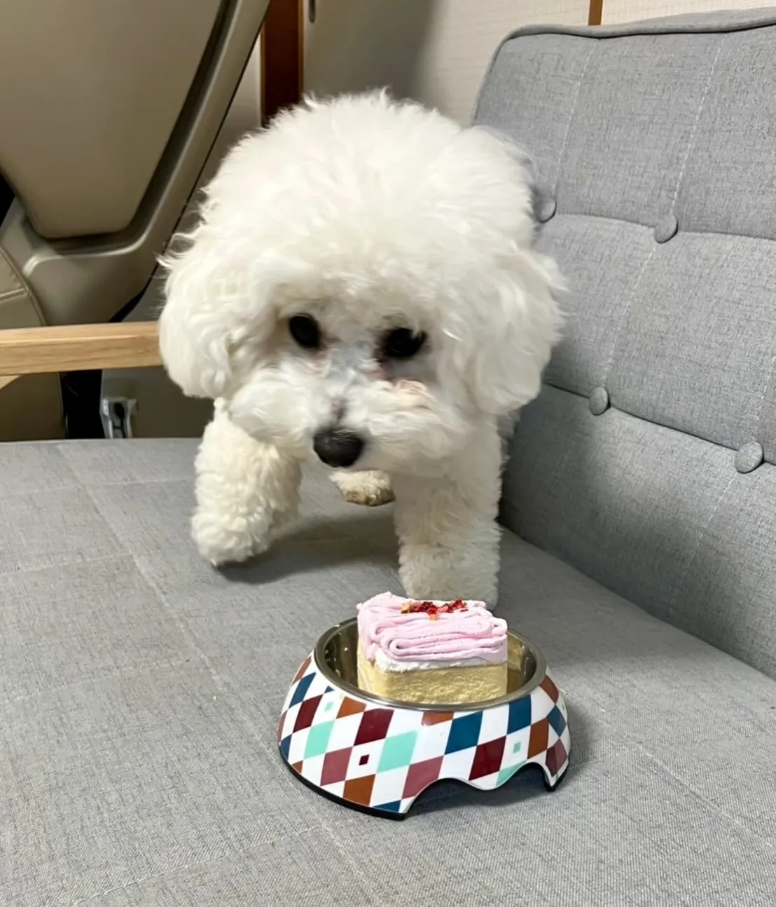 ** わたまる君&ルビちゃん バースデー **