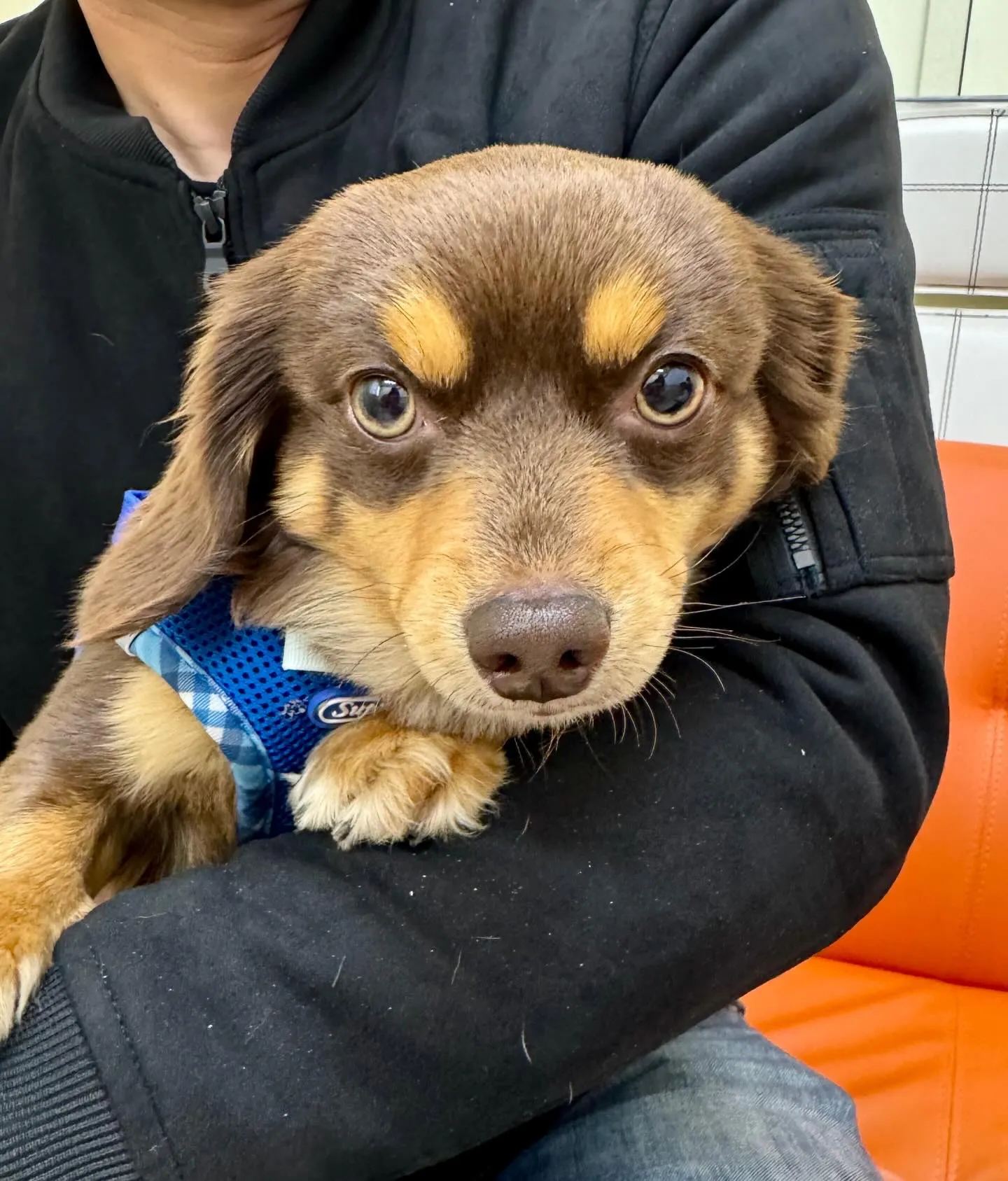 ＊＊ ハル君里帰り ＊＊