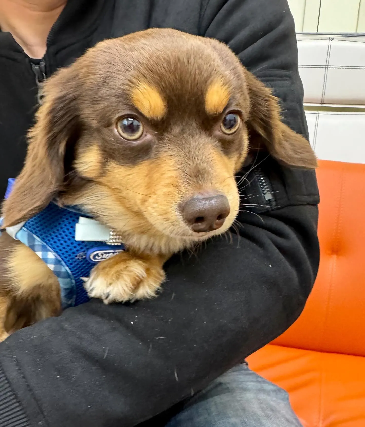 ＊＊ ハル君里帰り ＊＊