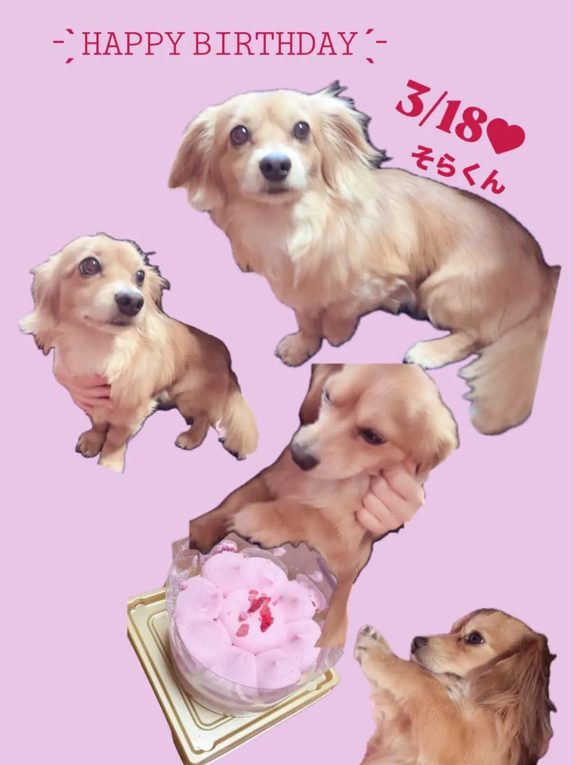 ＊＊ そら君バースデー ＊＊