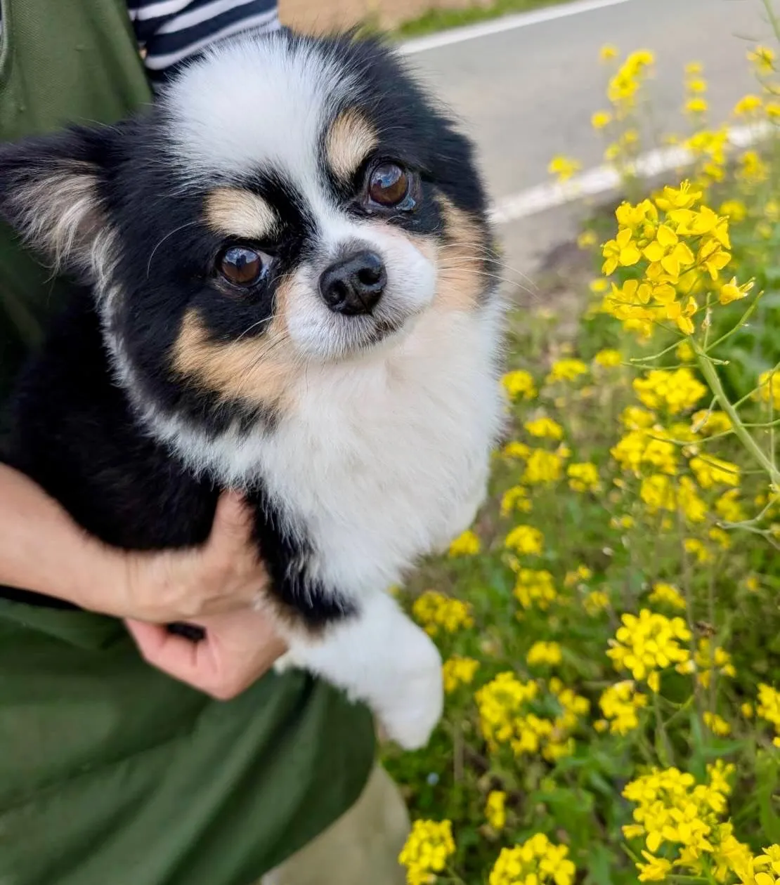＊＊ 菜の花とチャンプ君 ＊＊