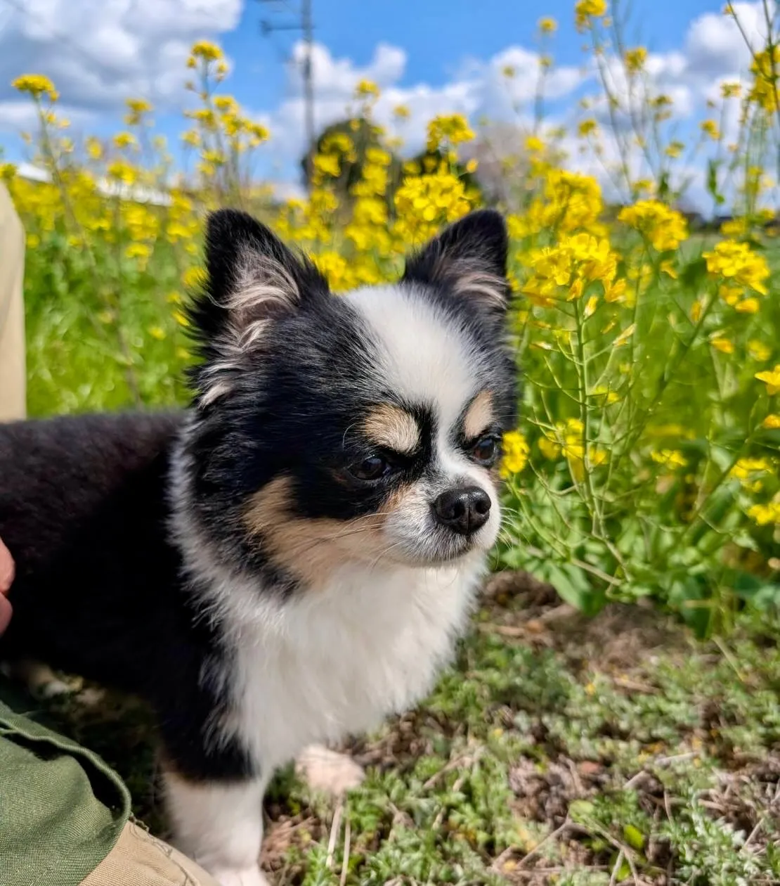 ＊＊ 菜の花とチャンプ君 ＊＊