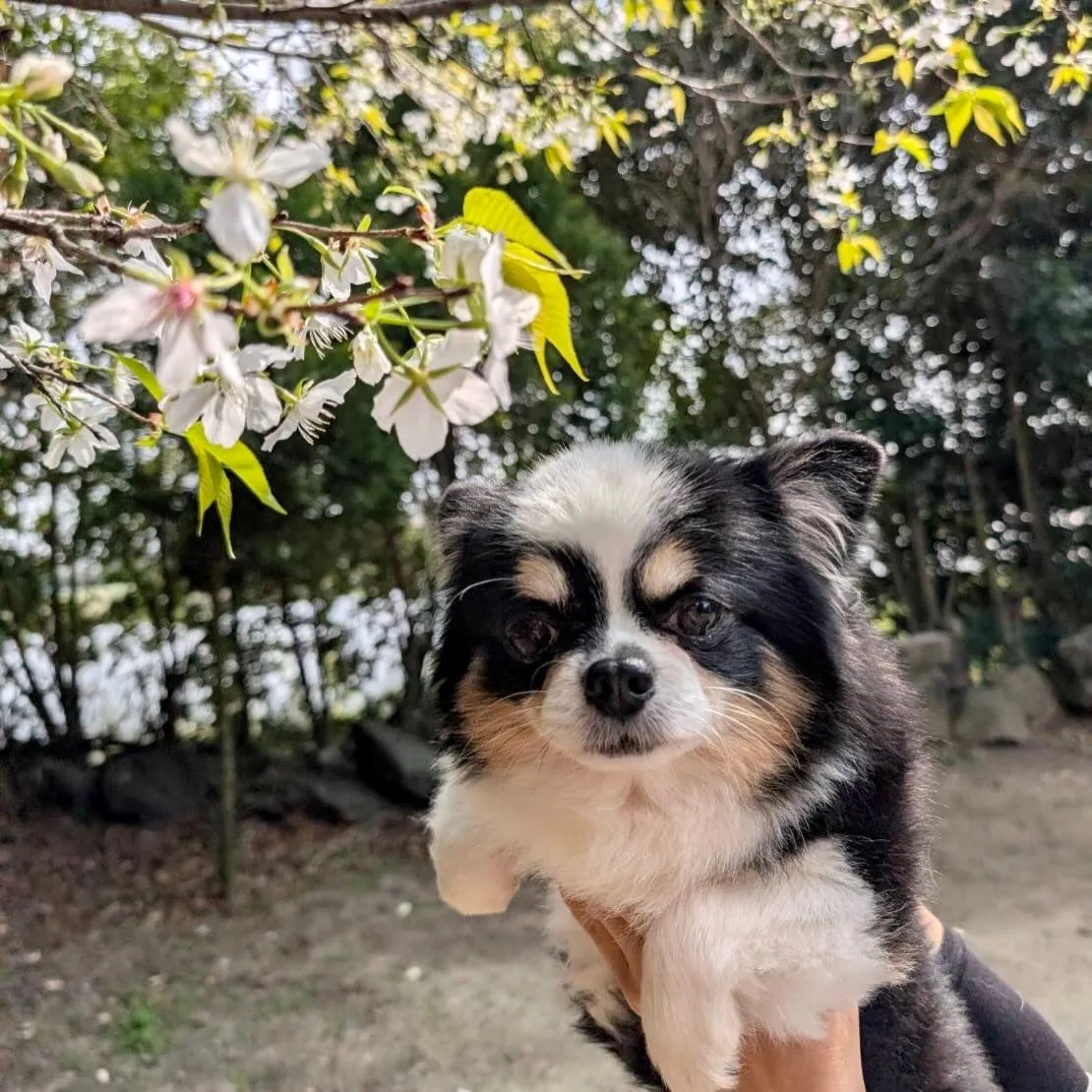 ** 桜とチャンプ君 **