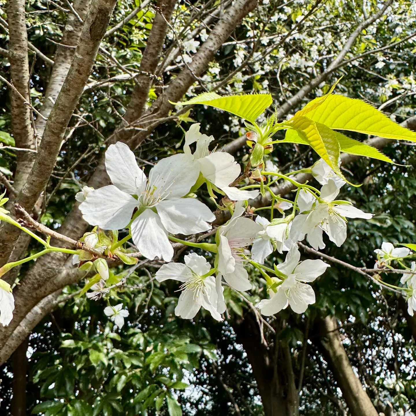 ** 桜とチャンプ君 **