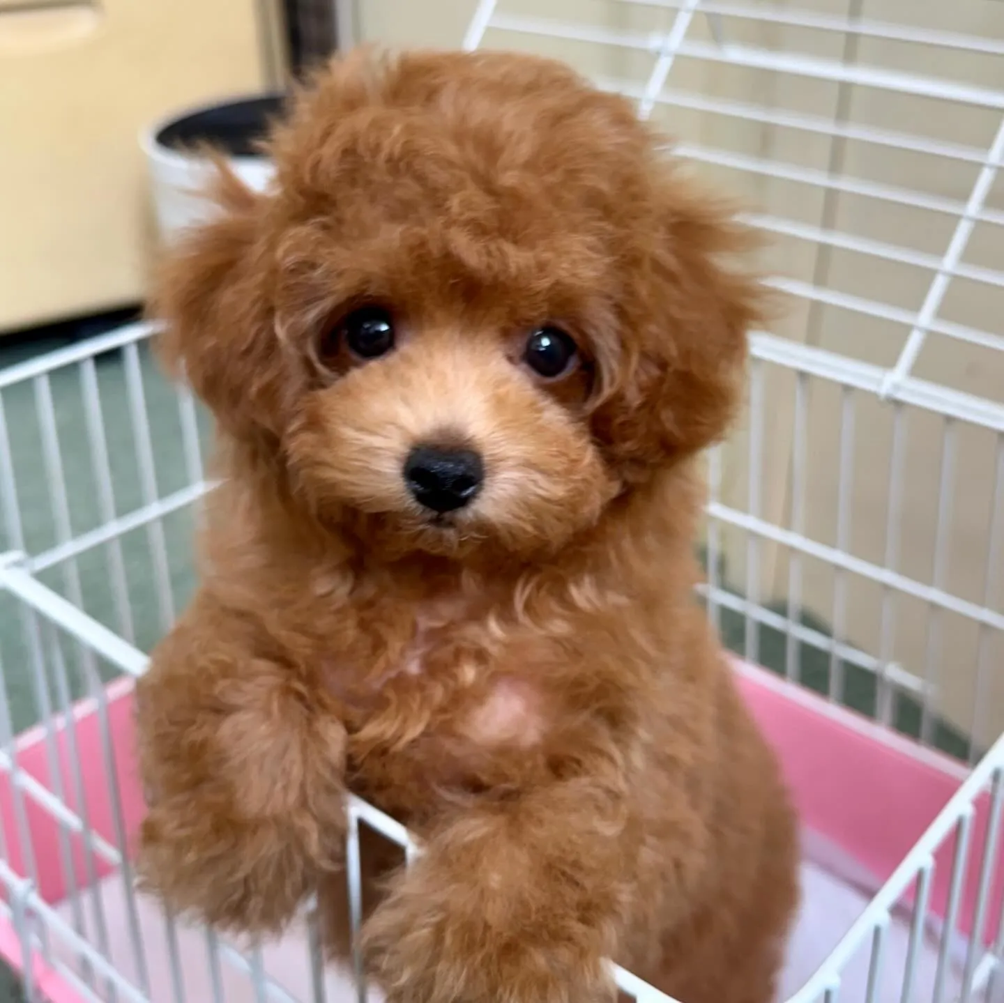 ＊＊ 巣立ち ＊＊