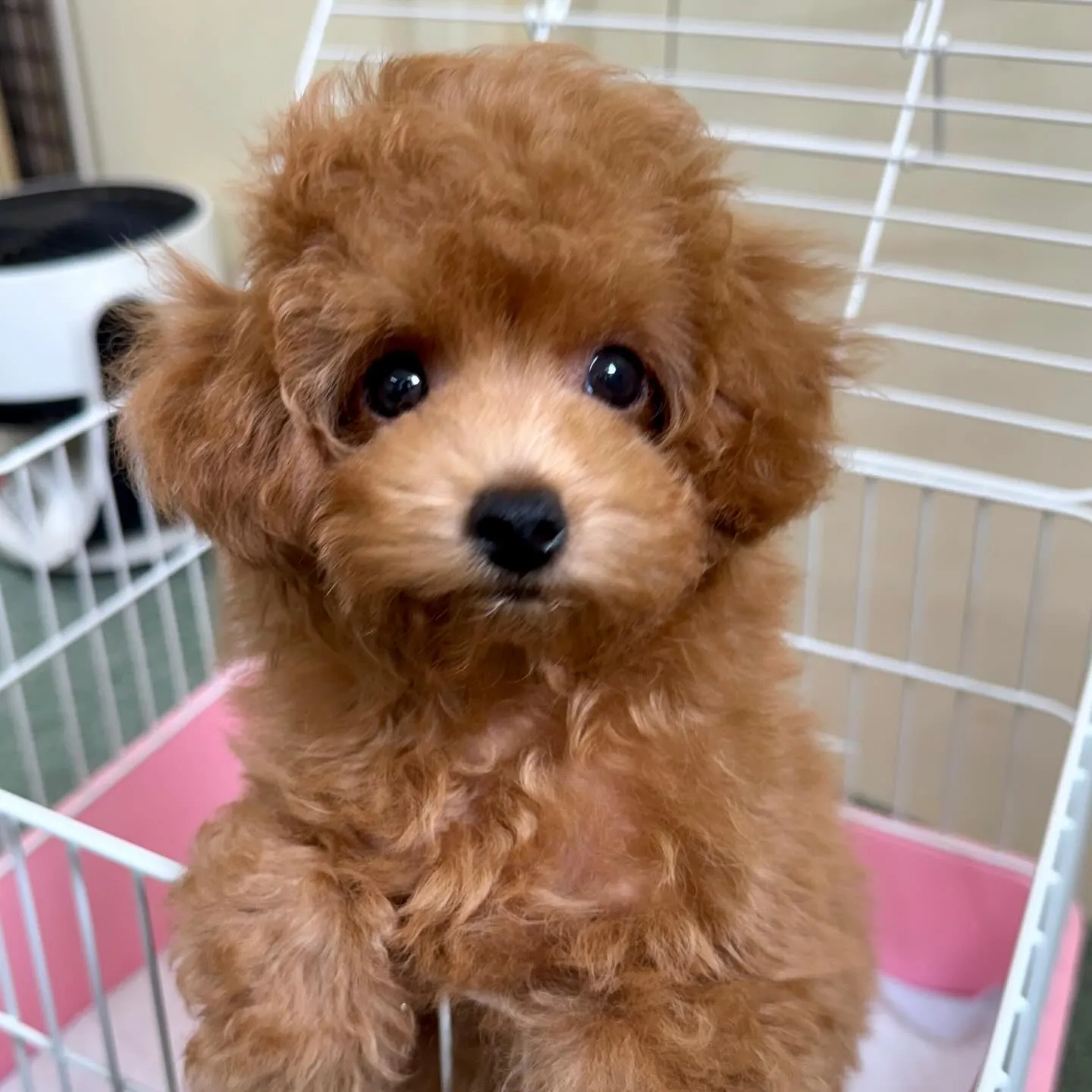 ＊＊ 巣立ち ＊＊