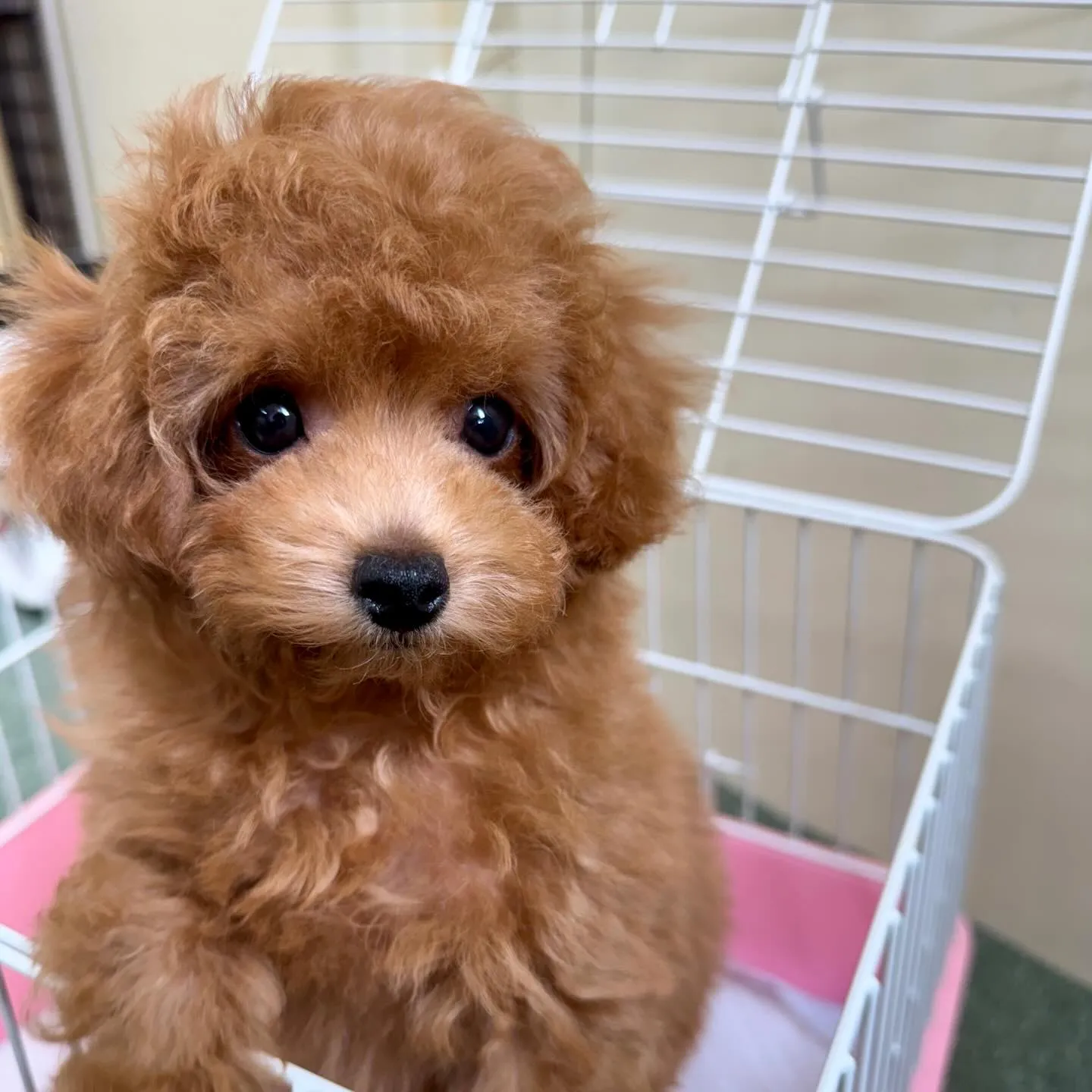 ＊＊ 巣立ち ＊＊