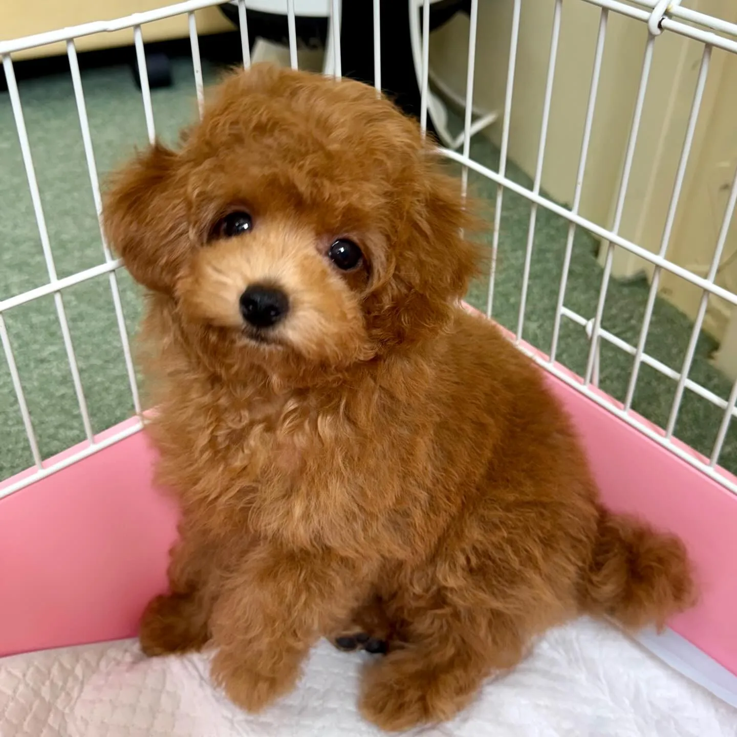 ＊＊ 巣立ち ＊＊