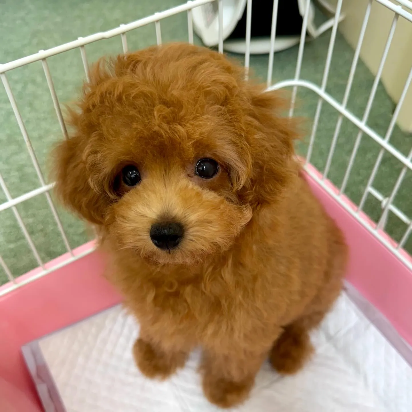 ＊＊ 巣立ち ＊＊