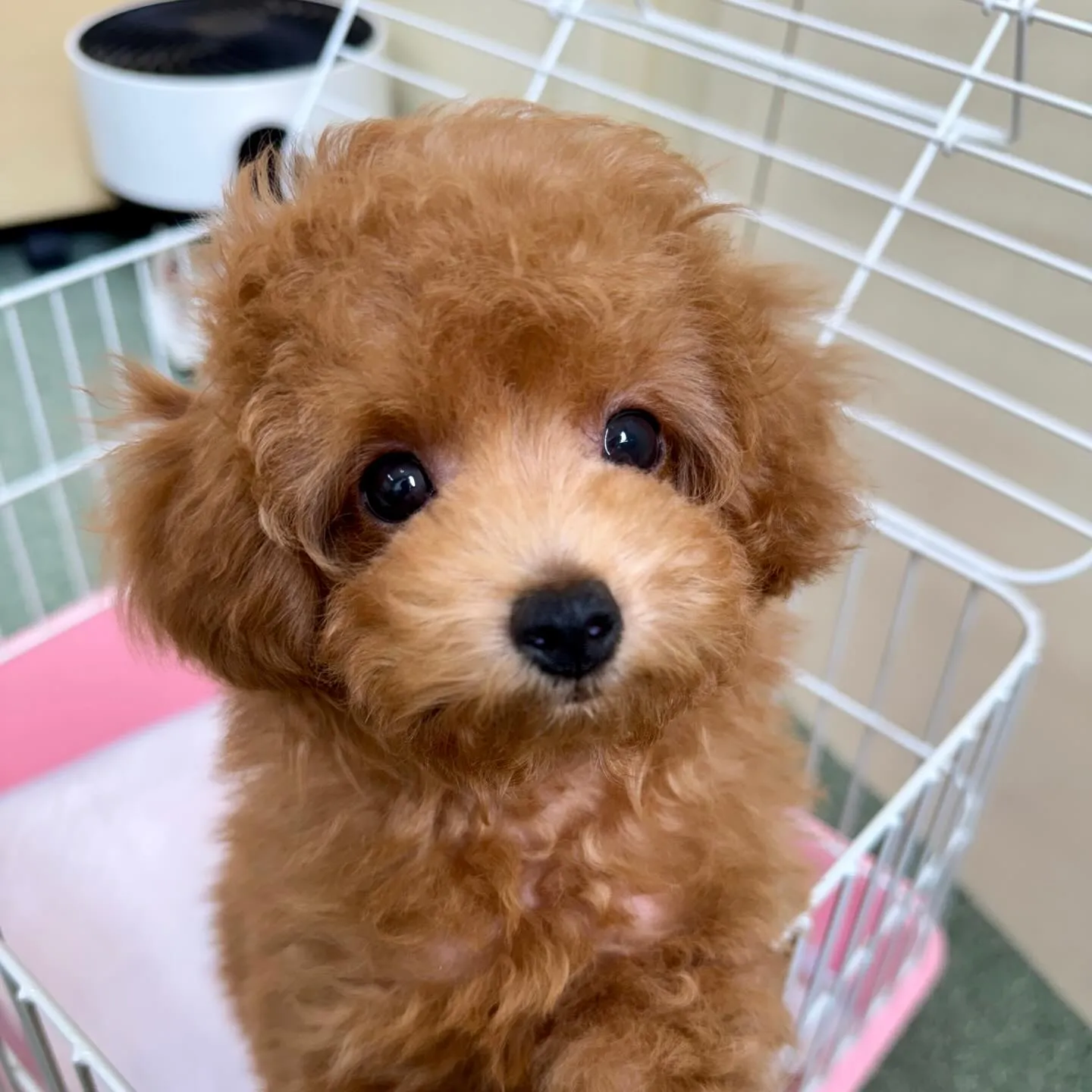 ＊＊ 巣立ち ＊＊