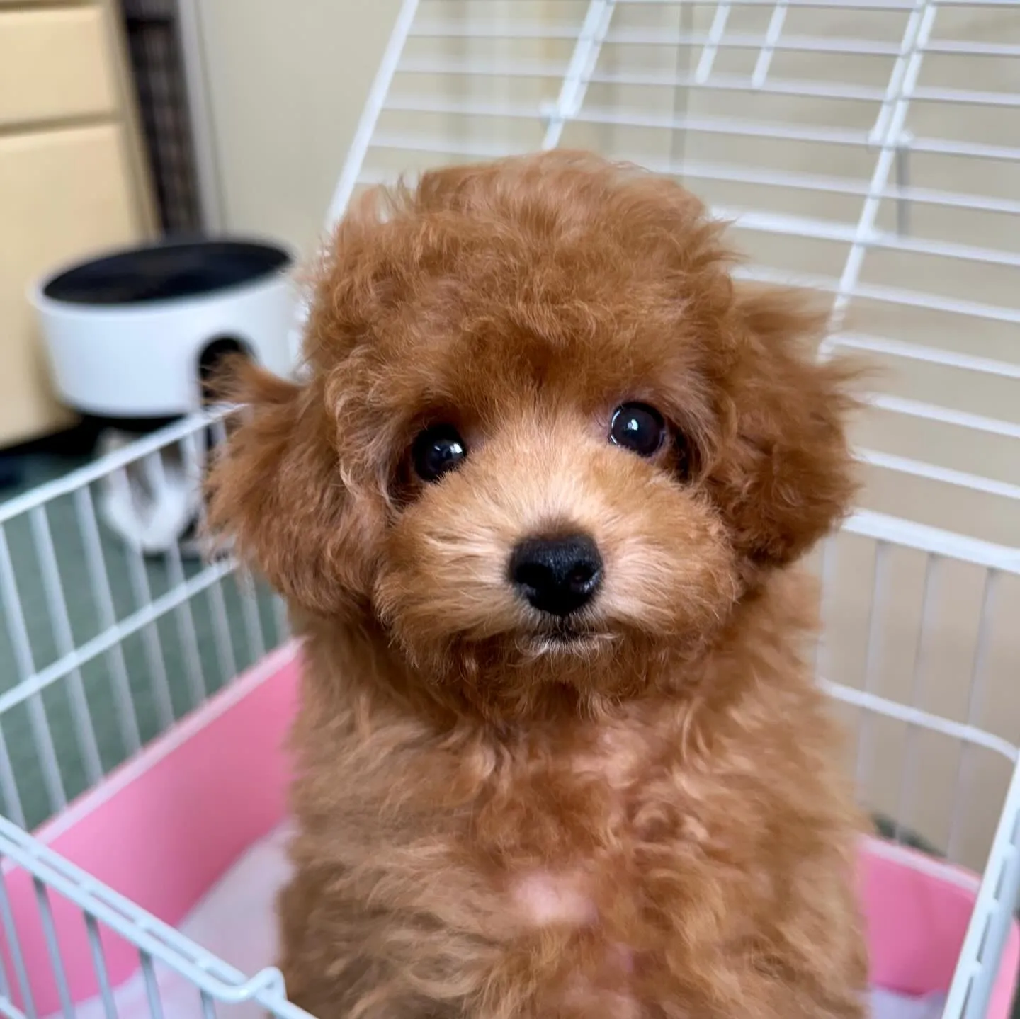 ＊＊ 巣立ち ＊＊