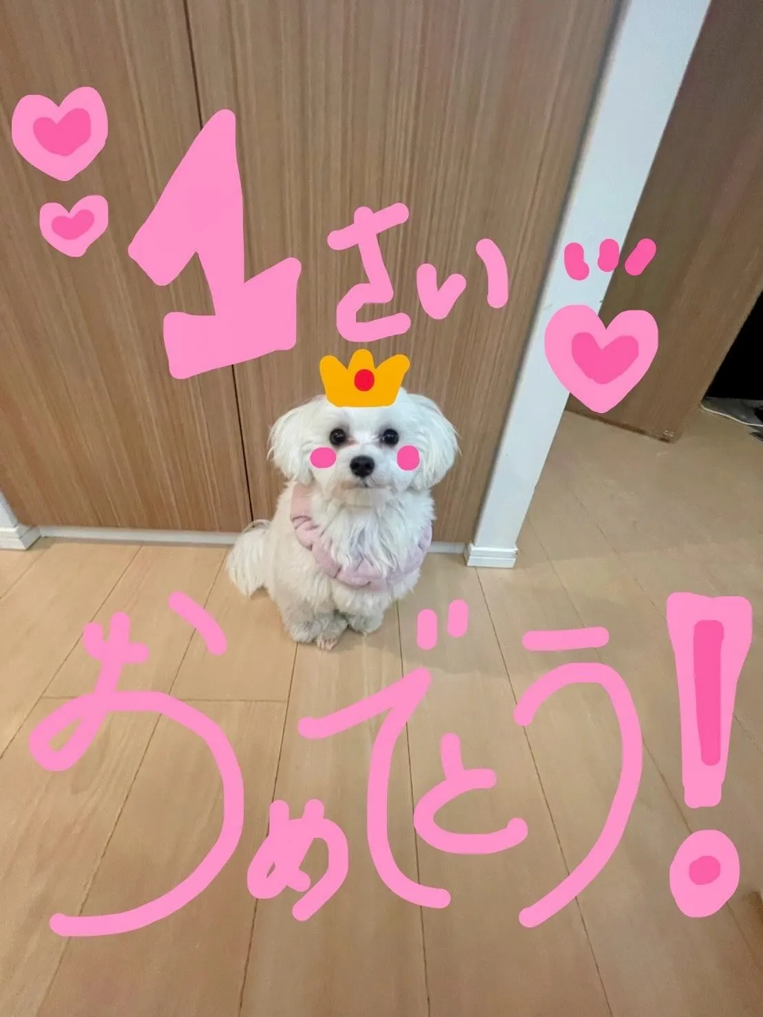 ** メロ君バースデー **