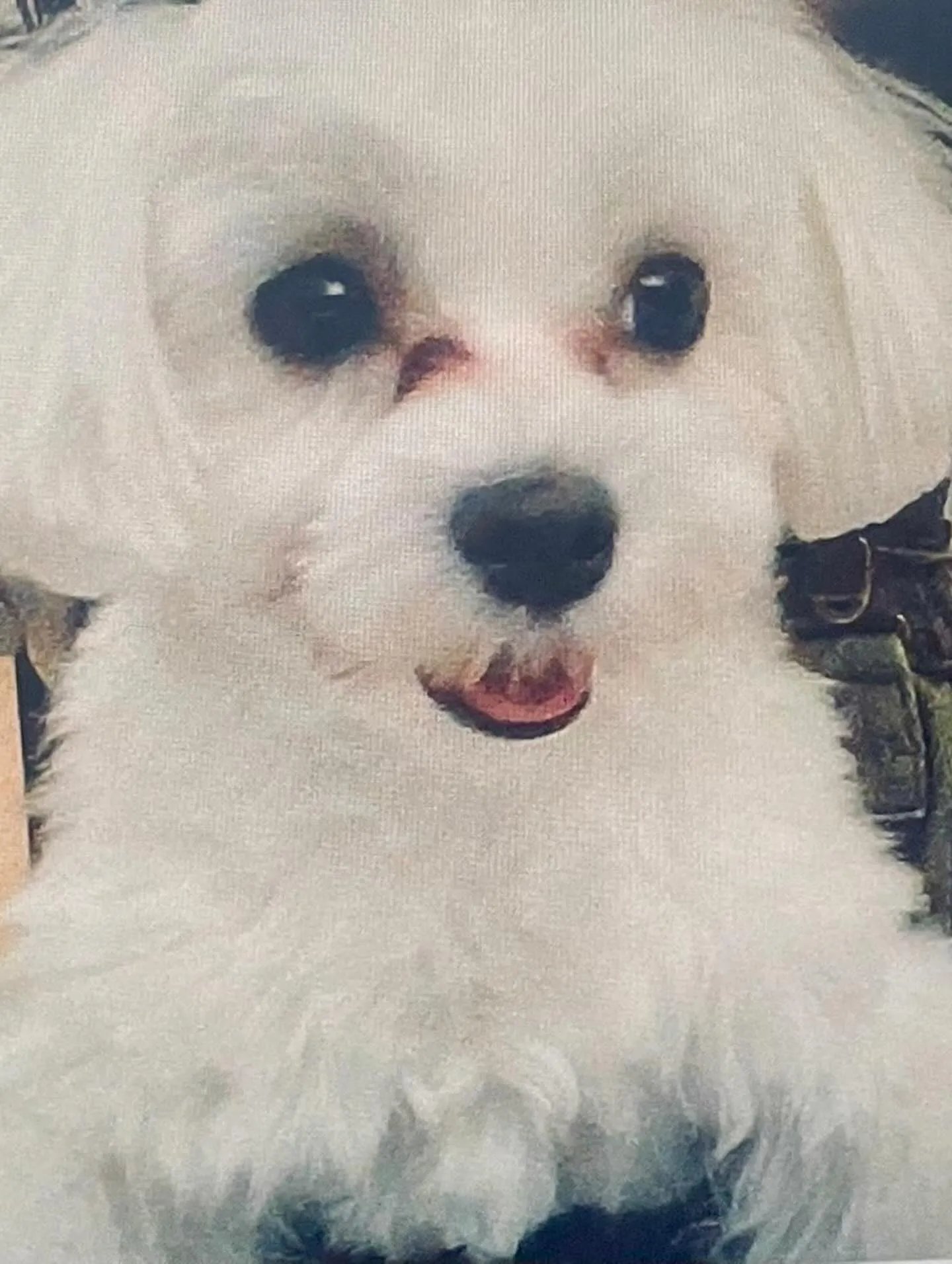 ** メロ君バースデー **