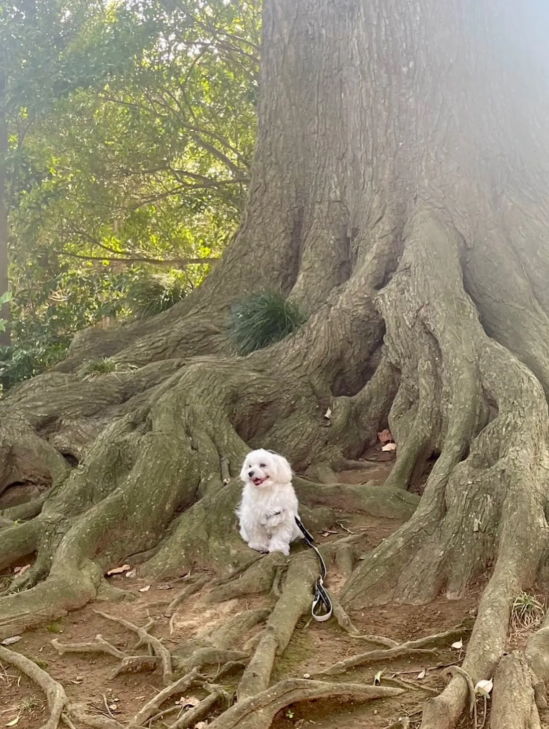 ** メロ君バースデー **