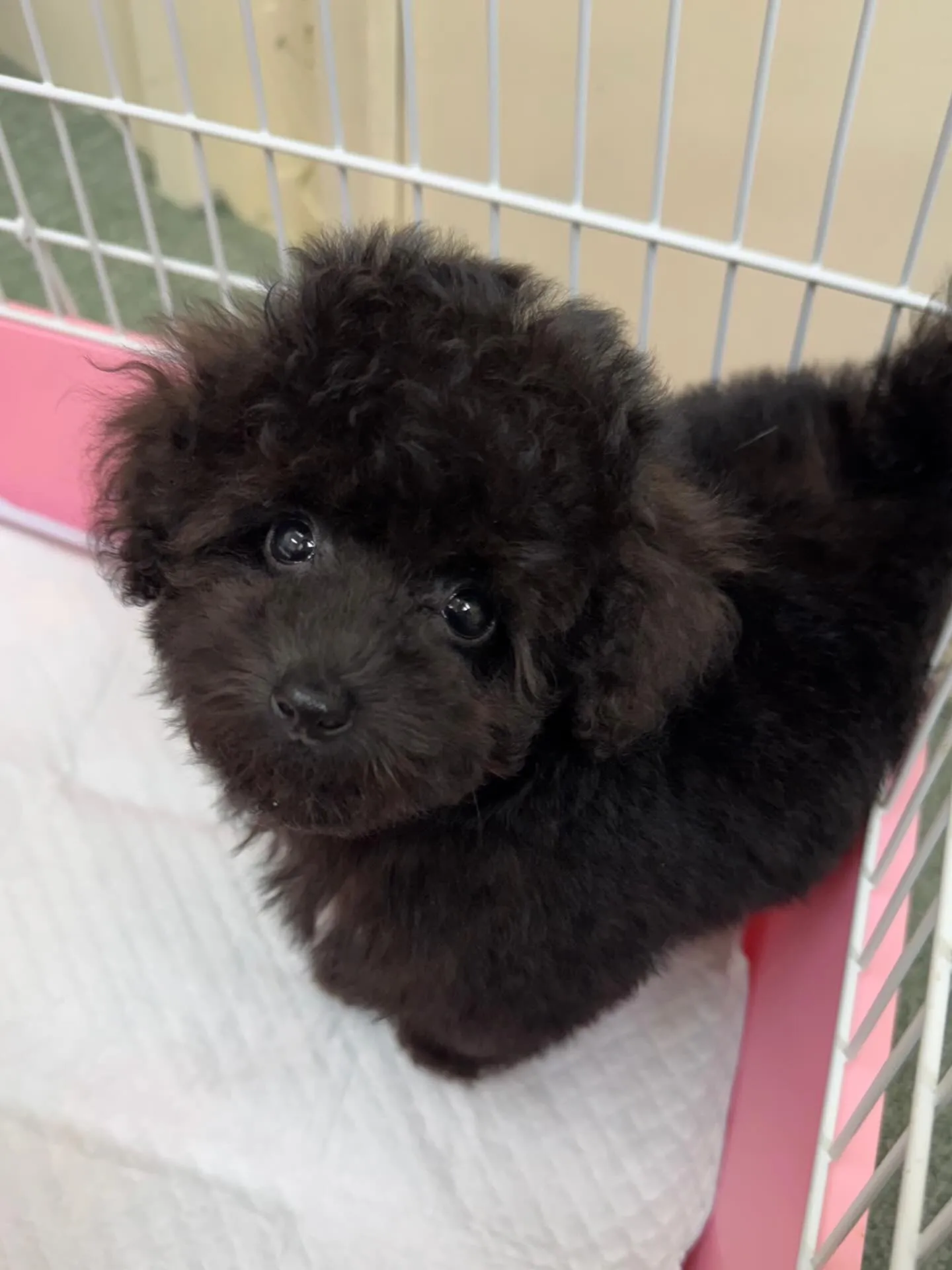 ＊＊ 巣立ち ＊＊