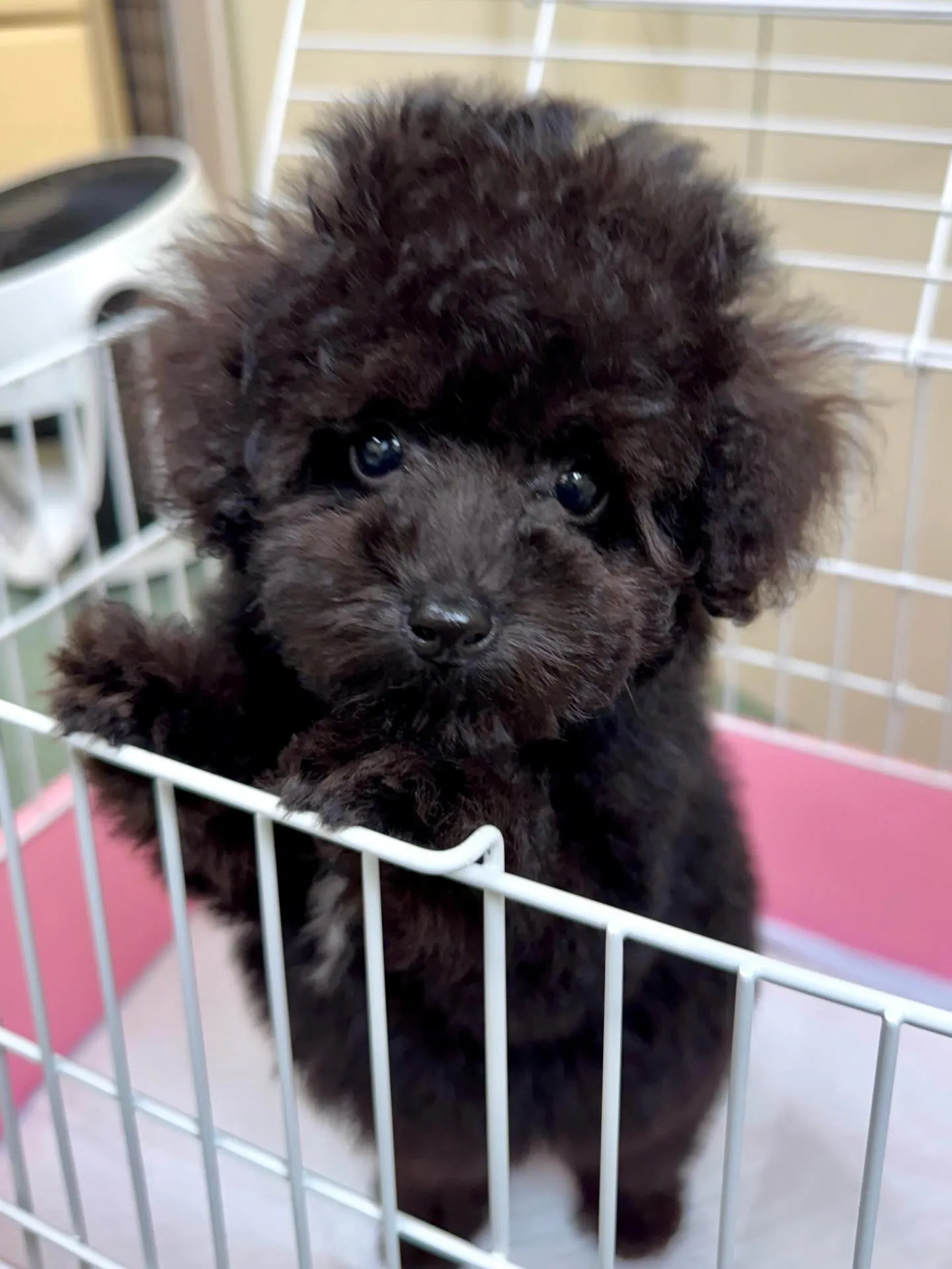 ＊＊ 巣立ち ＊＊