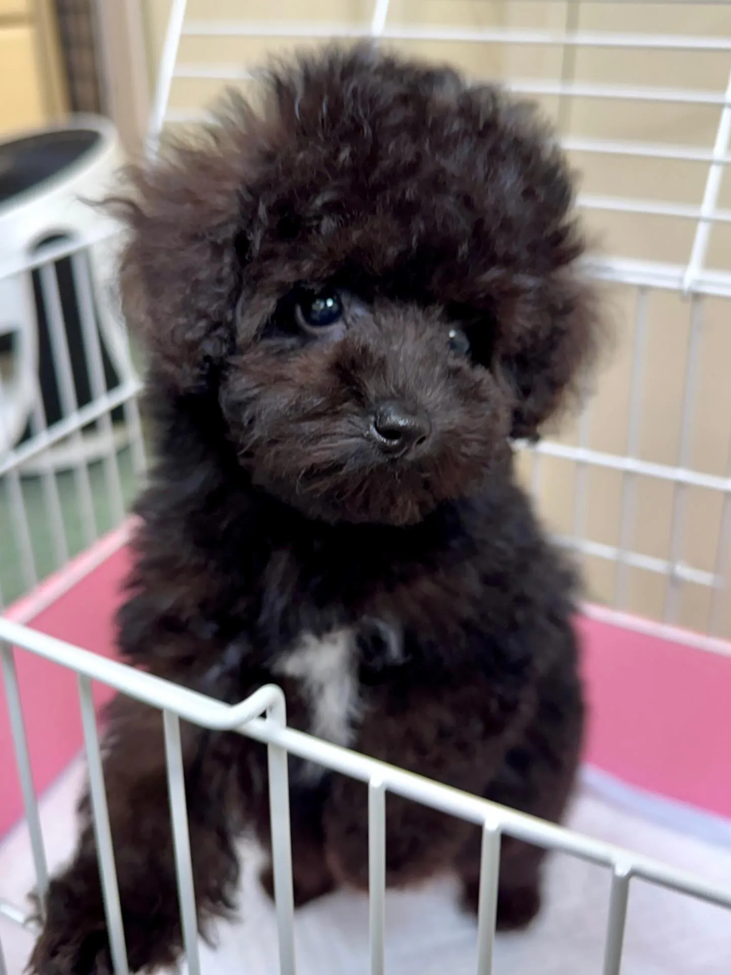 ＊＊ 巣立ち ＊＊