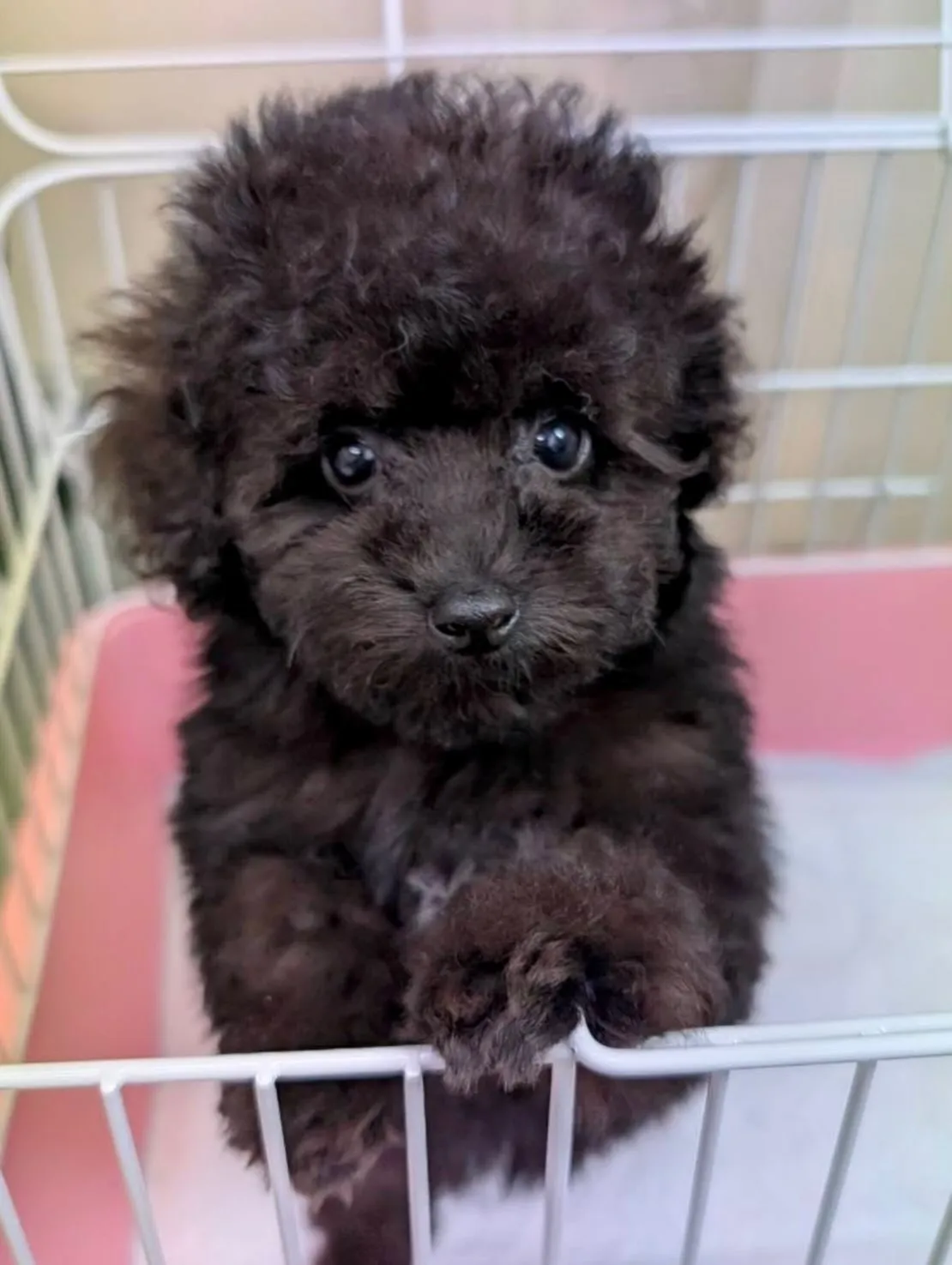 ＊＊ 巣立ち ＊＊