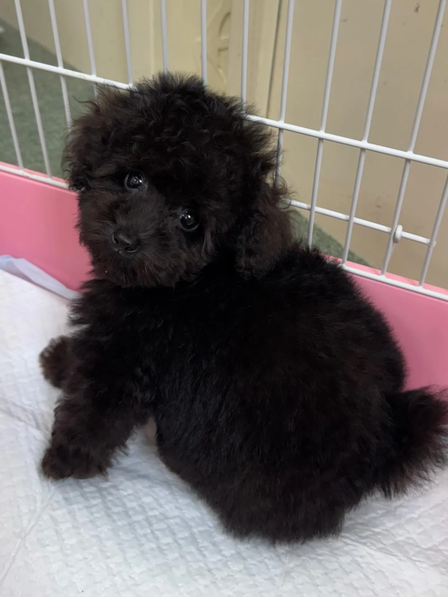 ＊＊ 巣立ち ＊＊